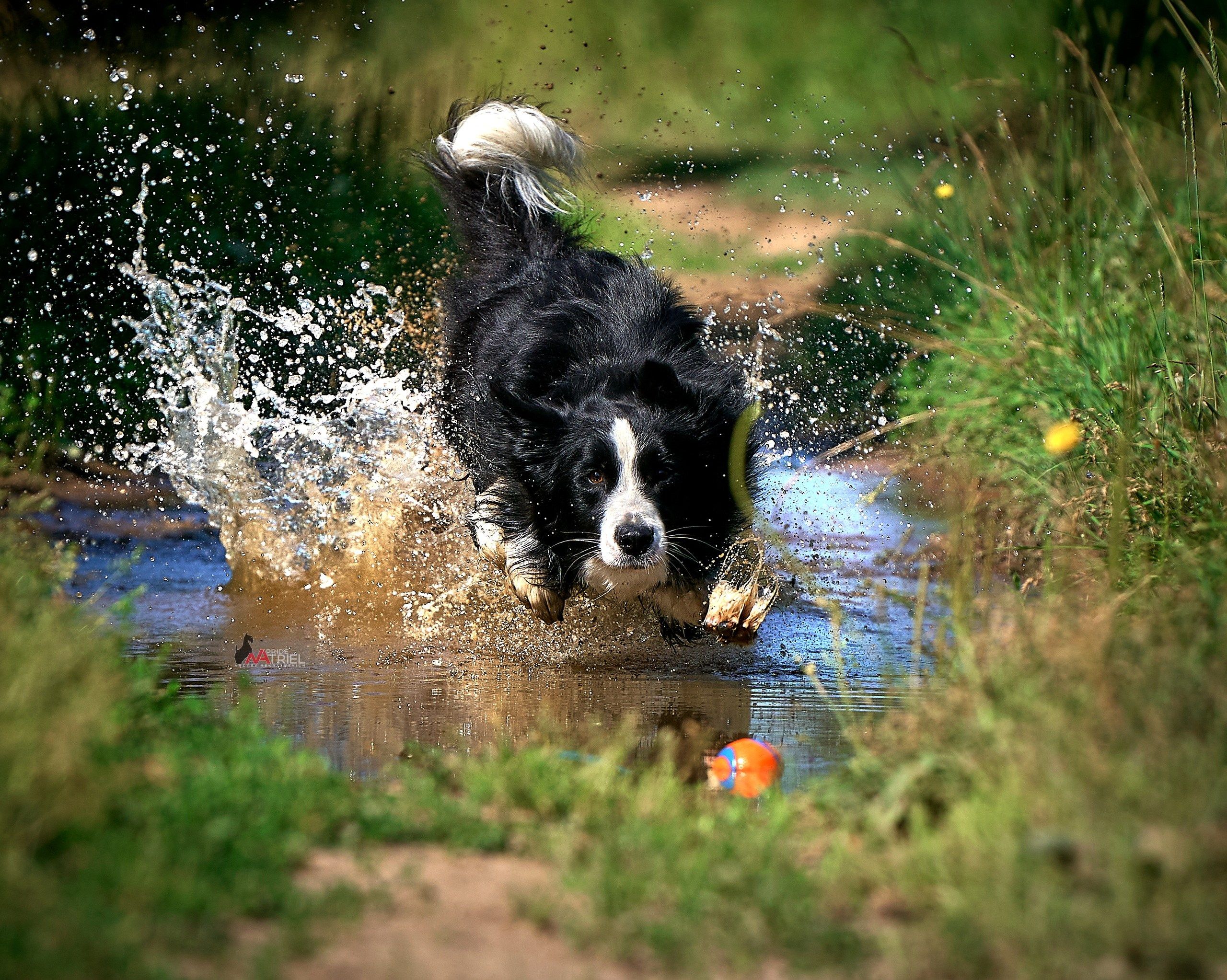 Прогулка в движении — галерея NATRIEL