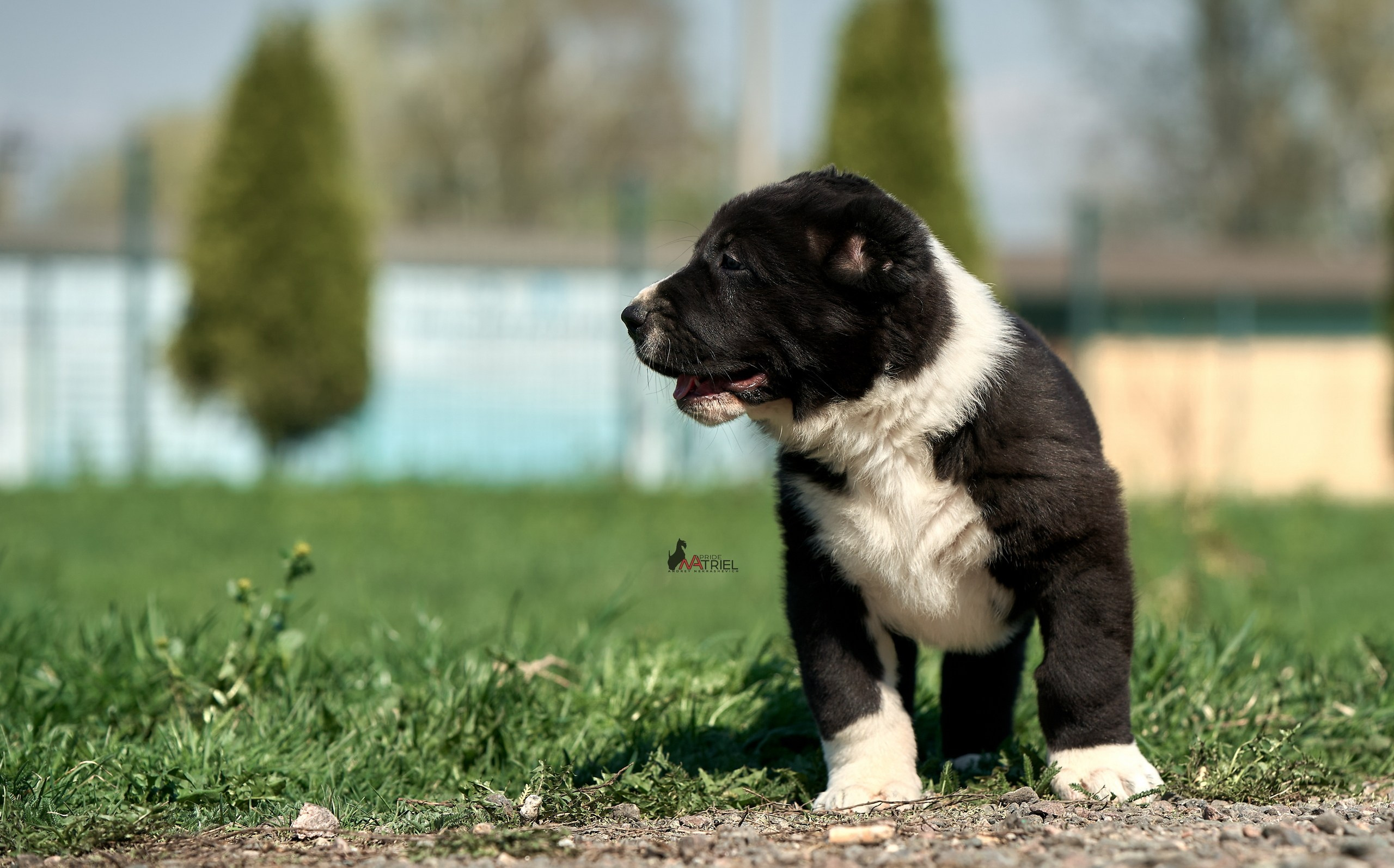 Среднеазиаты — щенки и взрослые