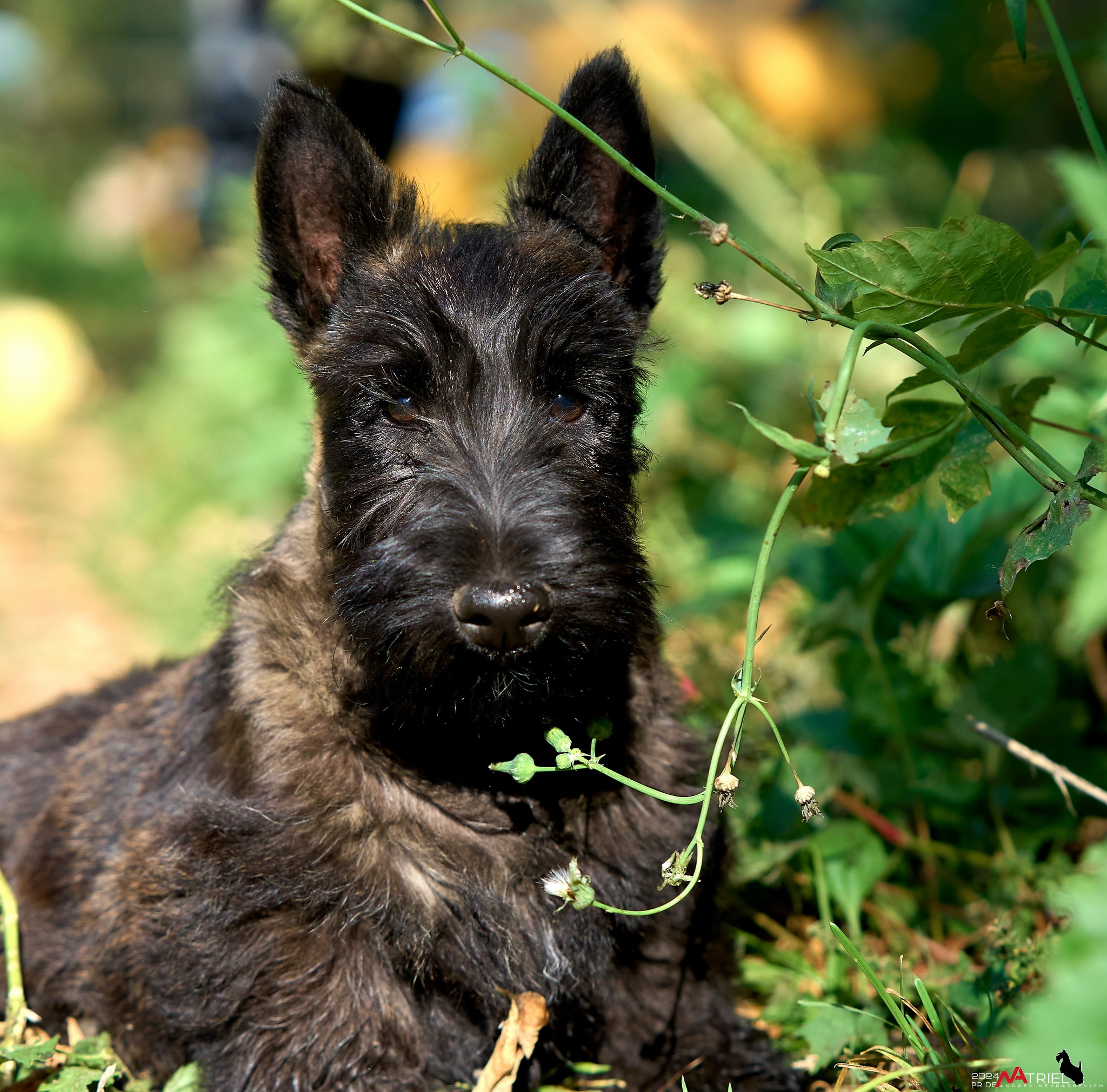 Съемка собак в питомнике