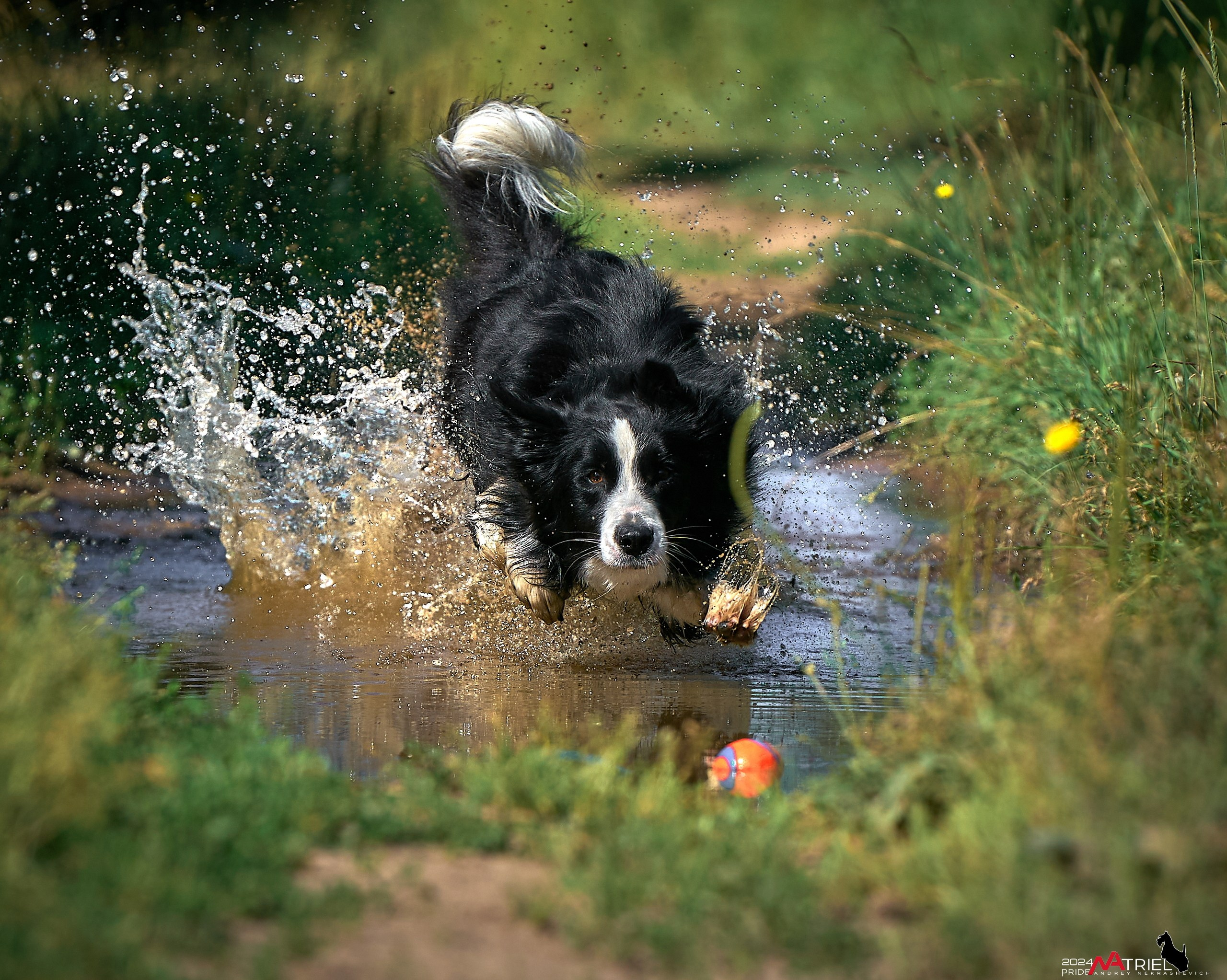 Репортаж из кинологического лагеря