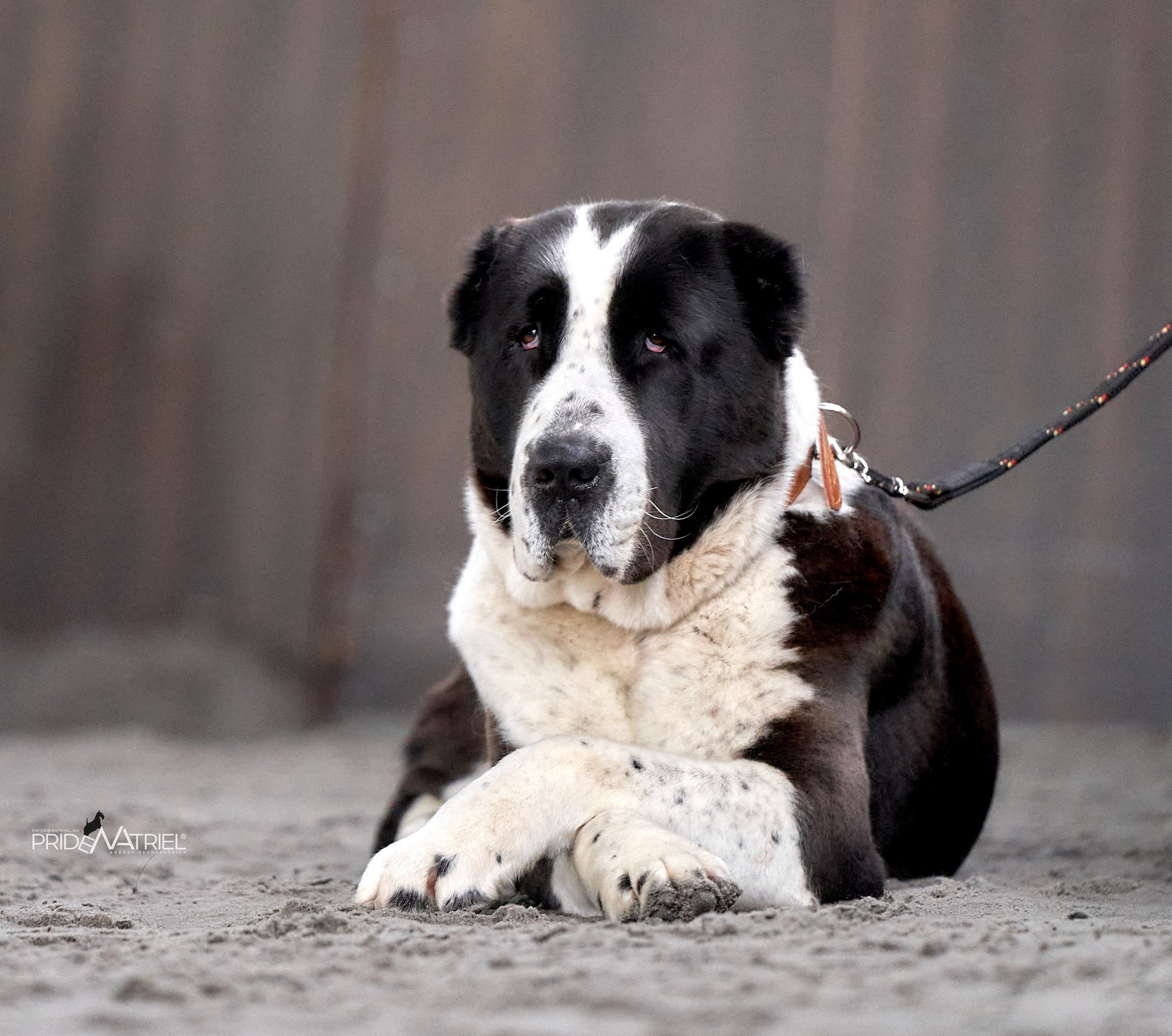 Работа в рингах — галерея NATRIEL