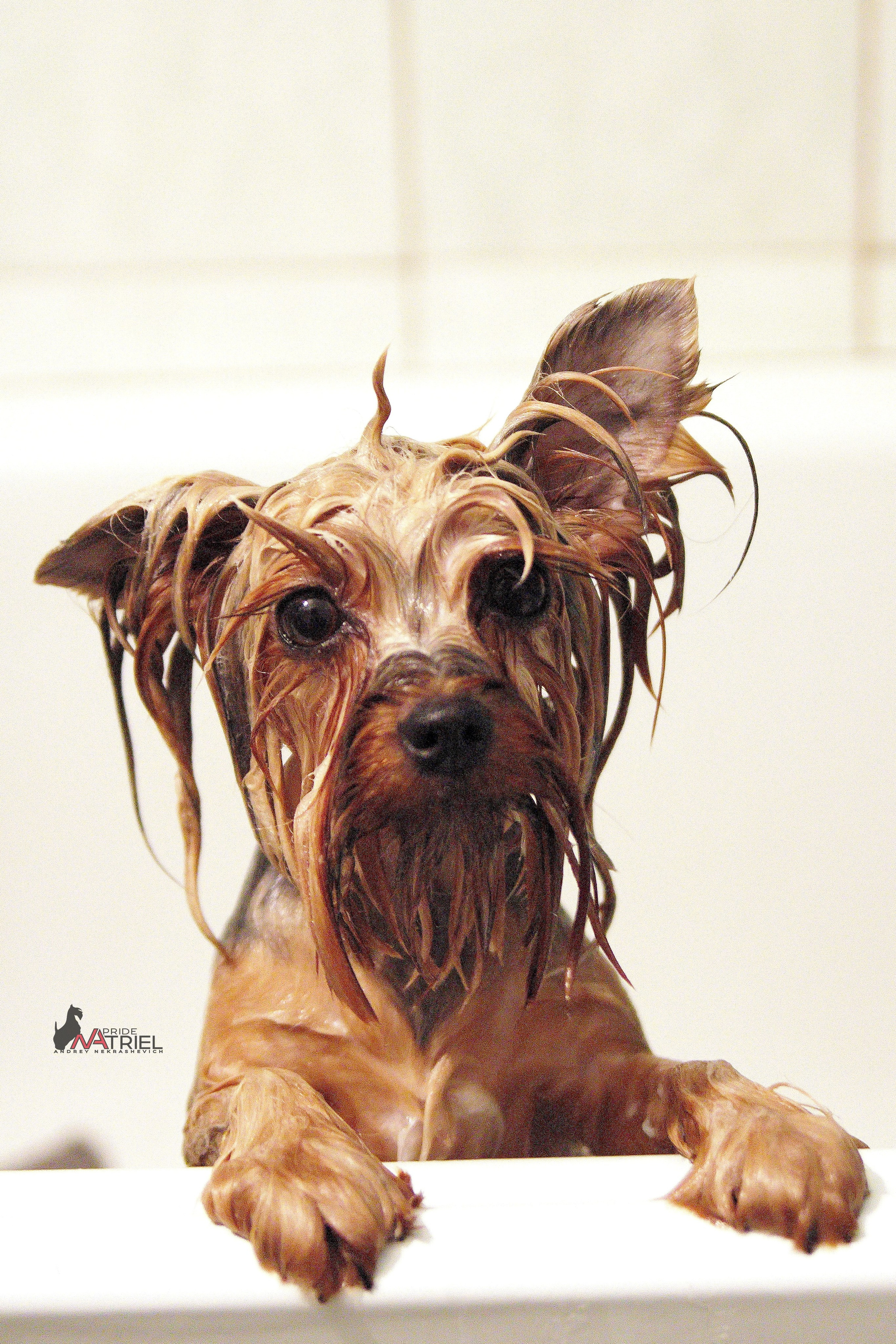 Йоркширский терьер Циля