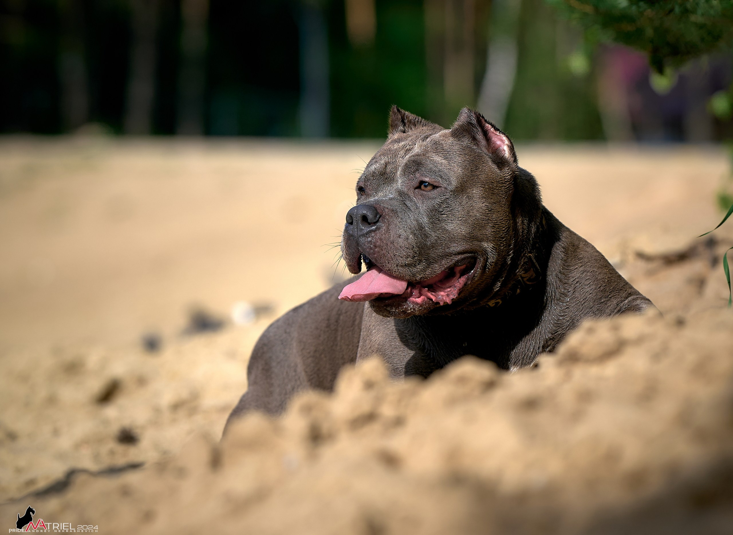 Фотопрогулка с булли