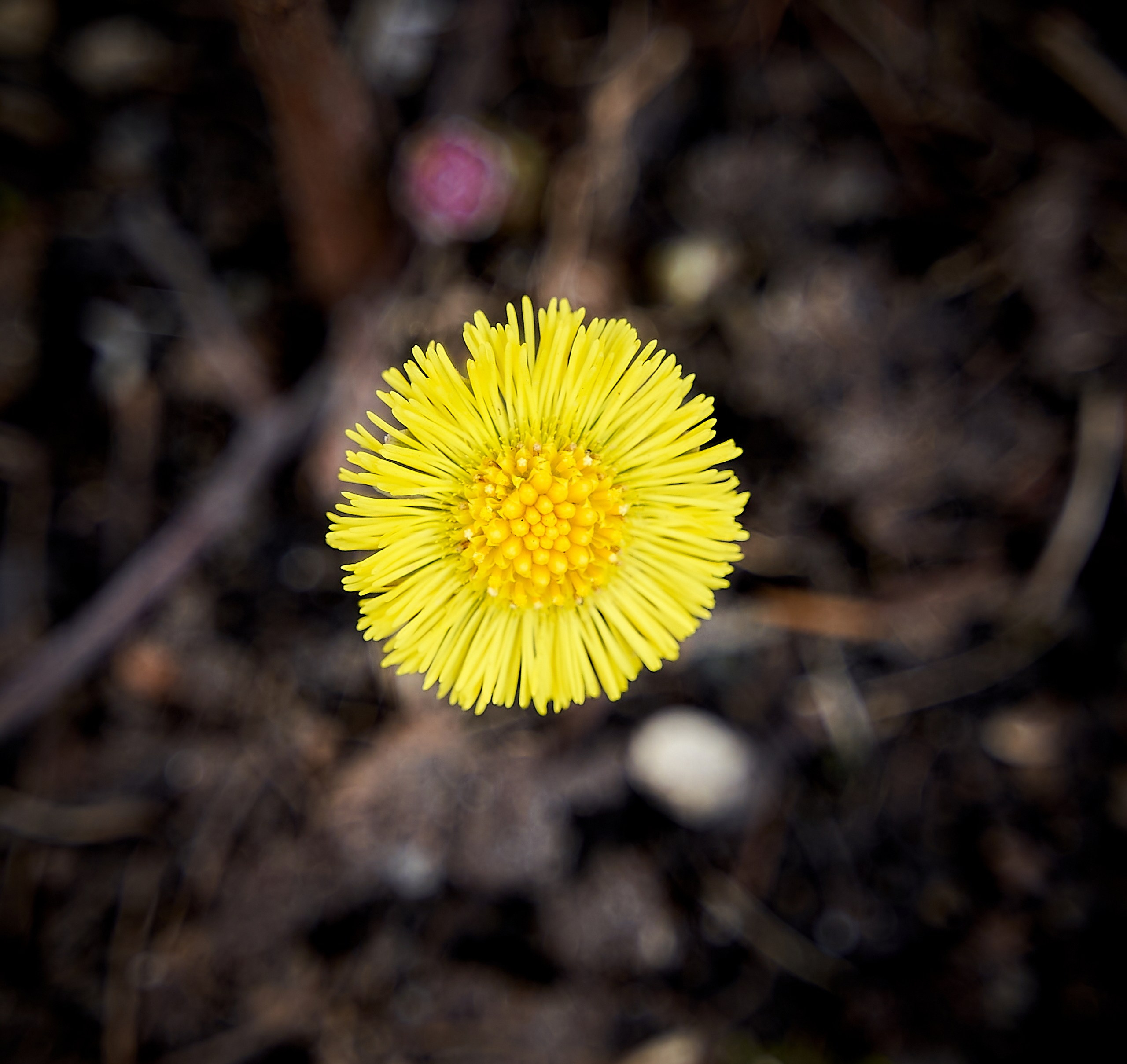 Лютики-цветочки — галерея NATRIEL