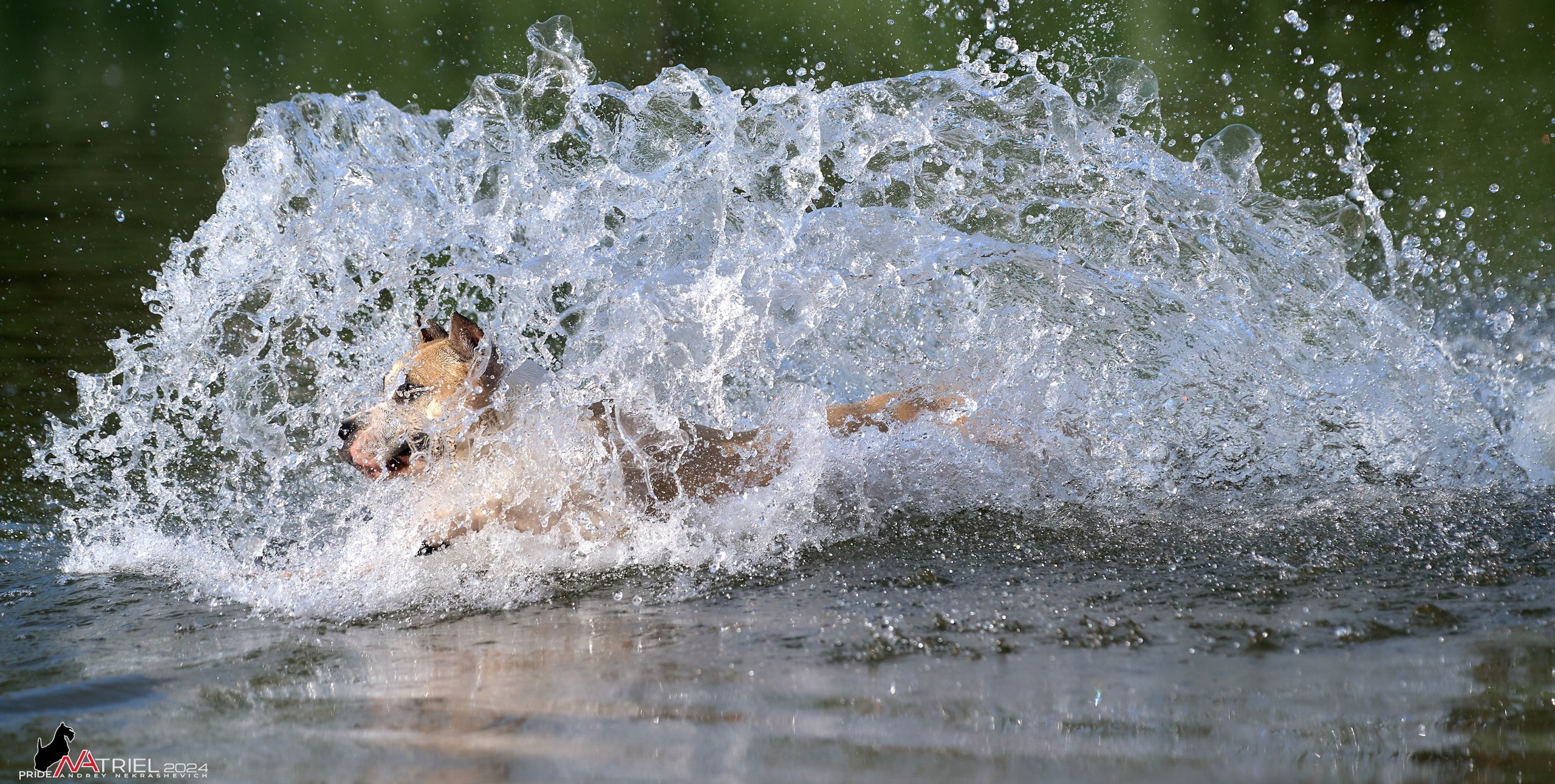 Фотопрогулка с булли