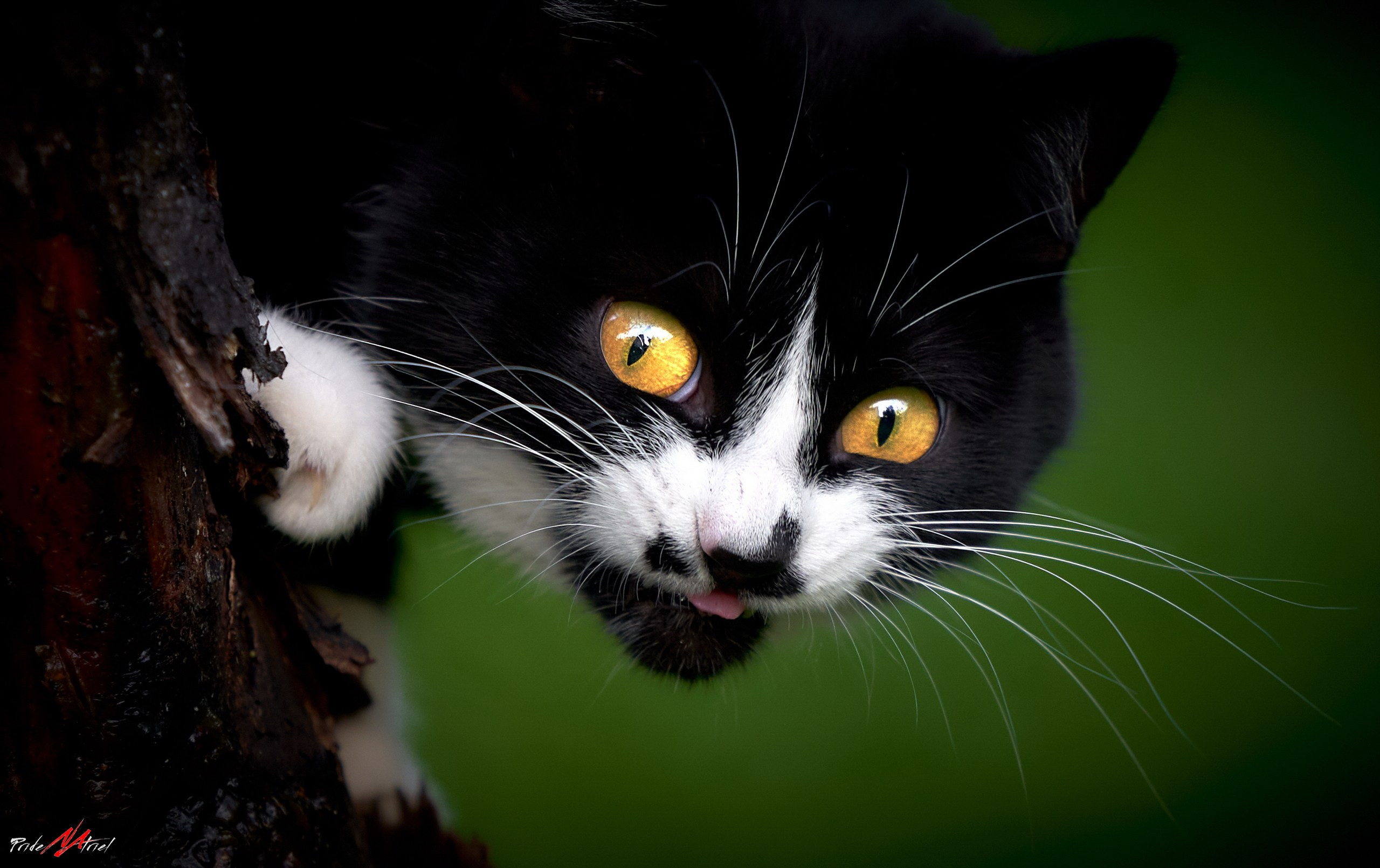 Домашние кошки — галерея NATRIEL