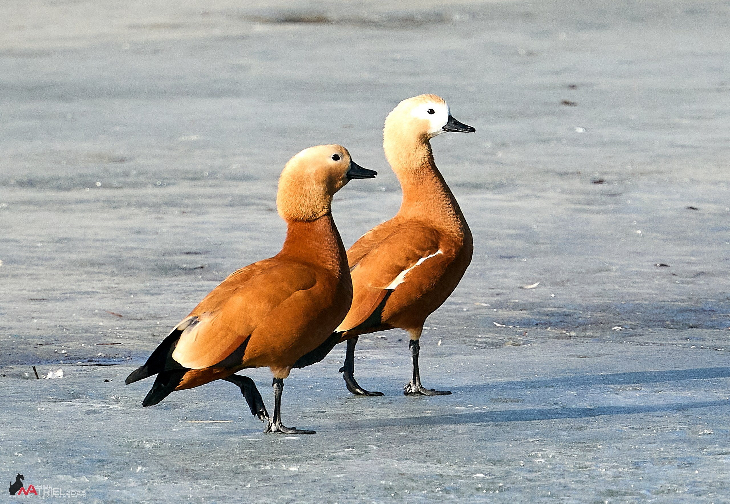 Фотопрогулка в Бутово