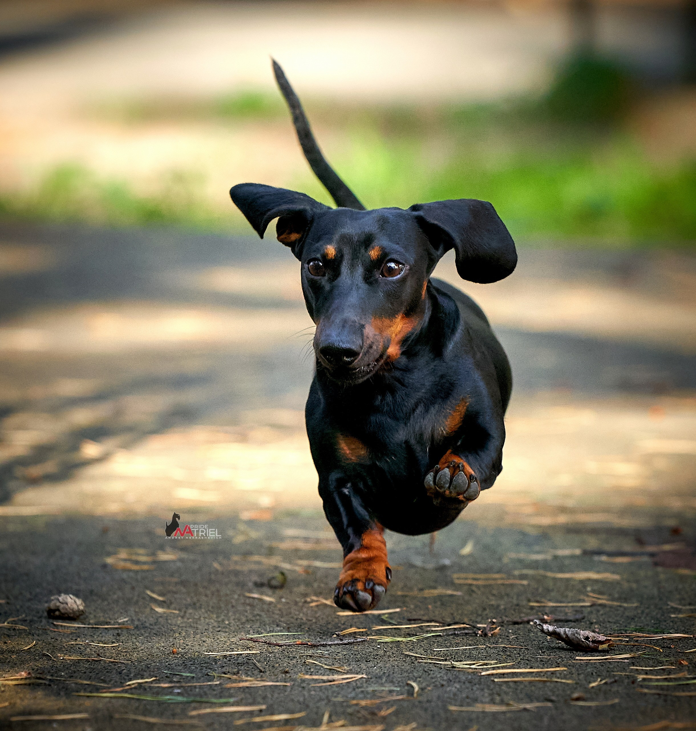 Прогулка в движении — галерея NATRIEL