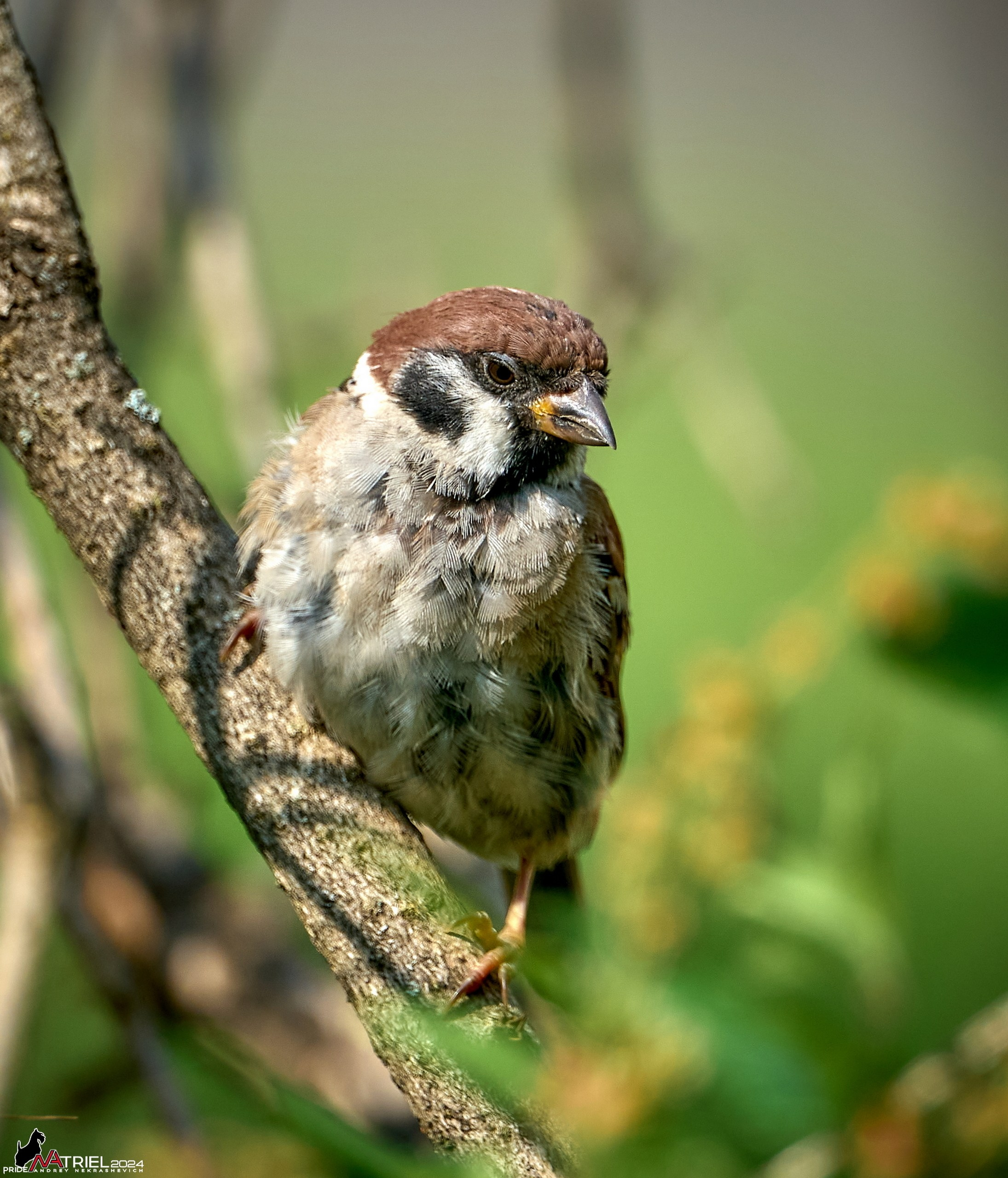 Фото птиц — галерея NATRIEL