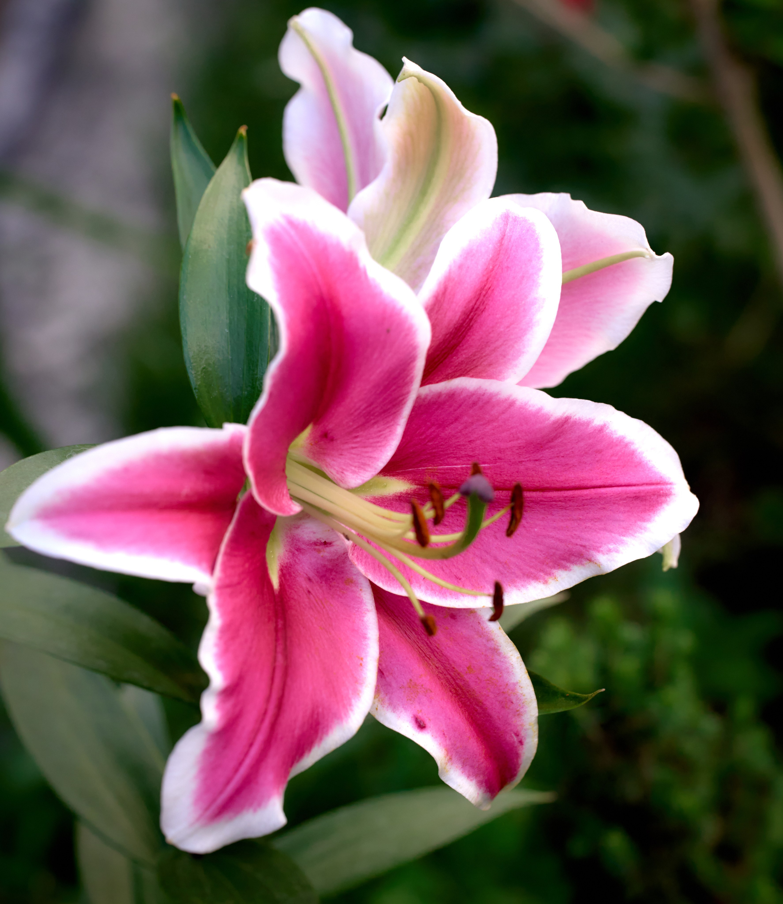 Лютики-цветочки — галерея NATRIEL