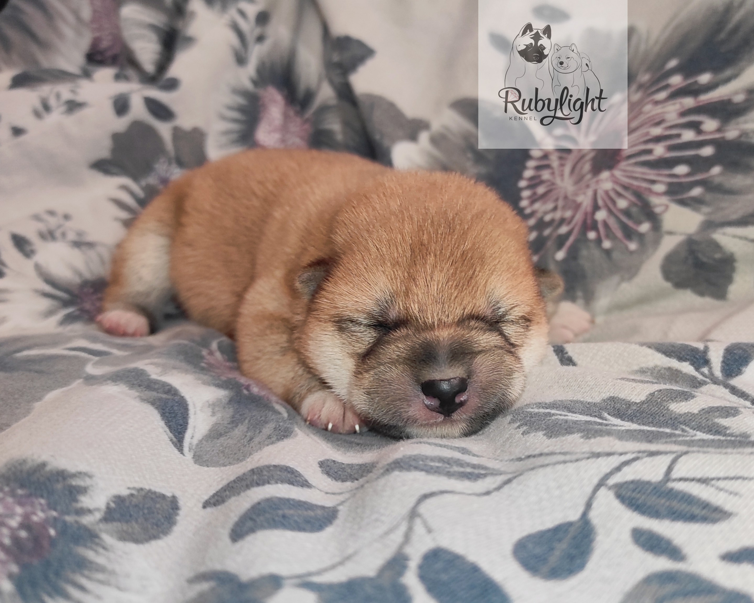 сиба питомник Рубилайт щенки на продажу rubylight  сиба щенки купить СПб Санкт-Петербург 