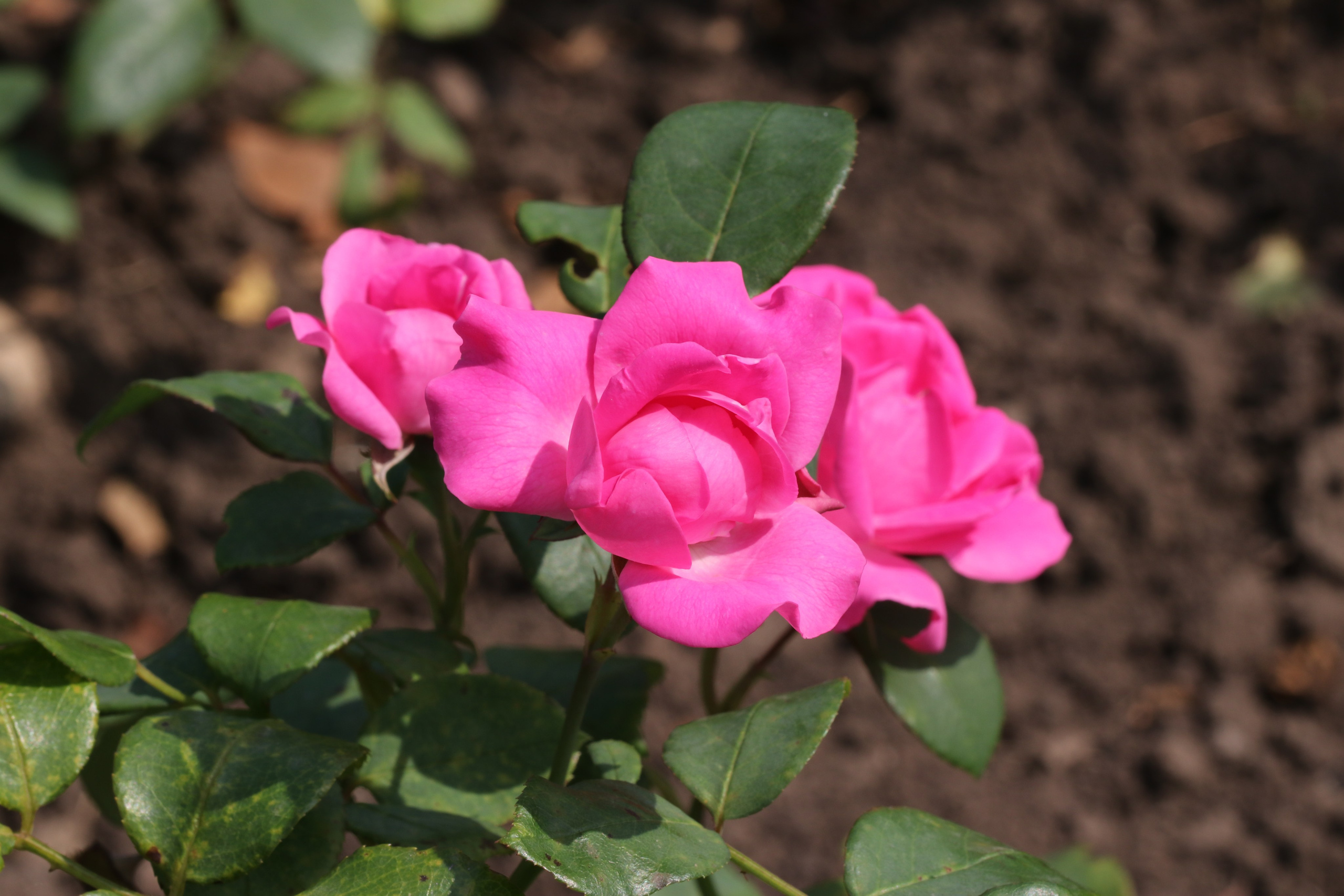 Долина роз в Кисловодске. Фото-художник и Репортажный фотограф Николаев Александр Алексеевич