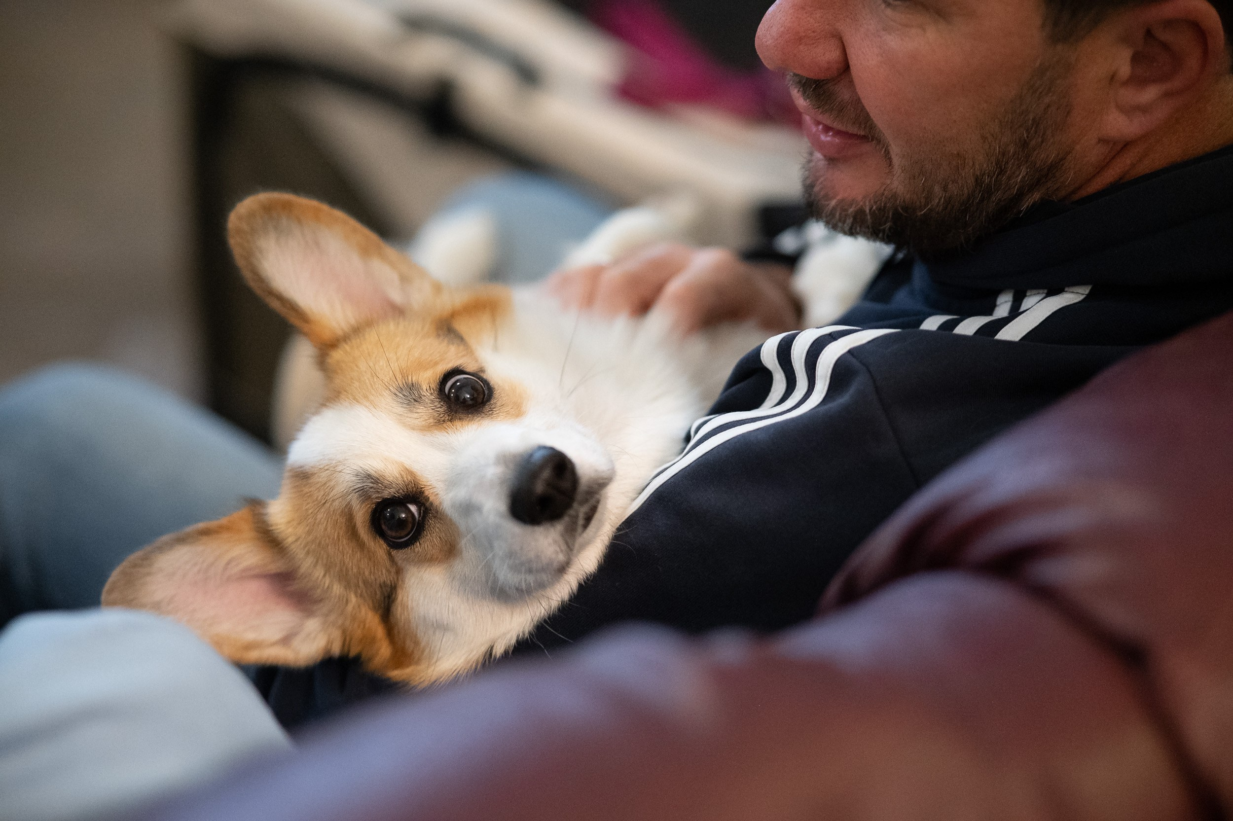 Выставка собак. Фотограф и видеооператор в Туле | Даниил Рыбак