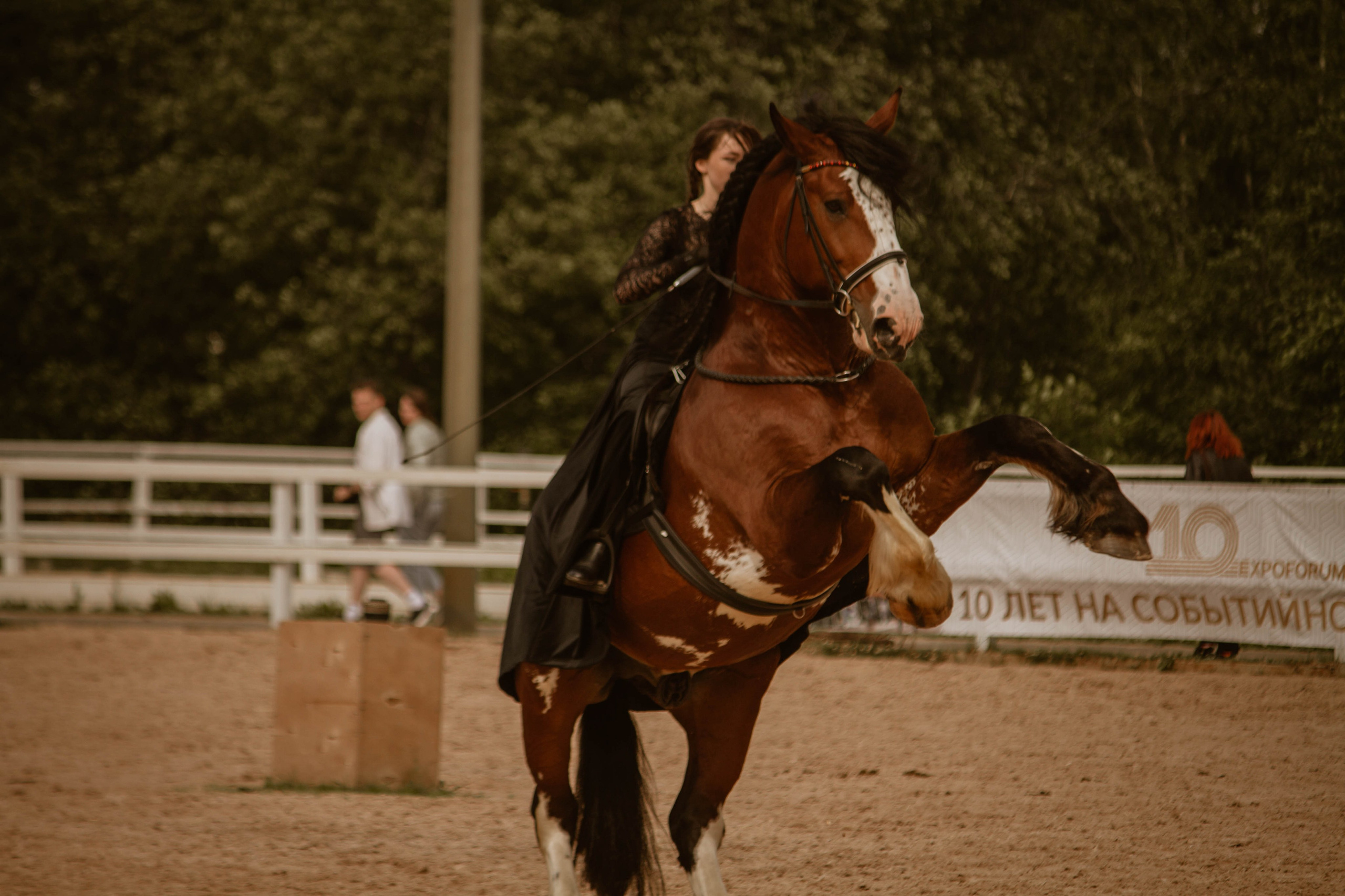 ИППОСФЕРА — Международная конная выставка. Создадим шедевр? Виталина и её фотоискусство