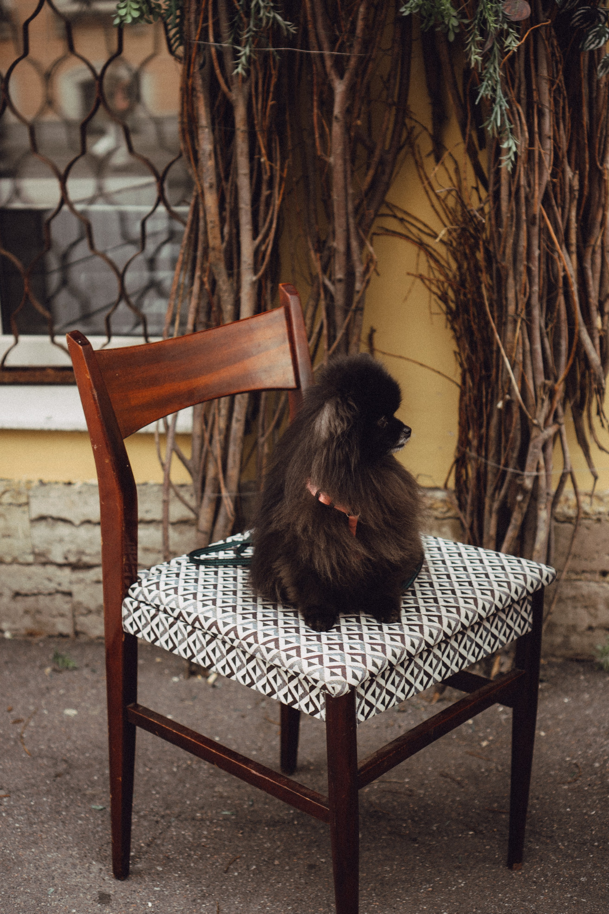 Беременность (только часть фото по желанию клиентов могу показать)). Профессиональный фотограф, Санкт-Петербург — Виктория Богомолова