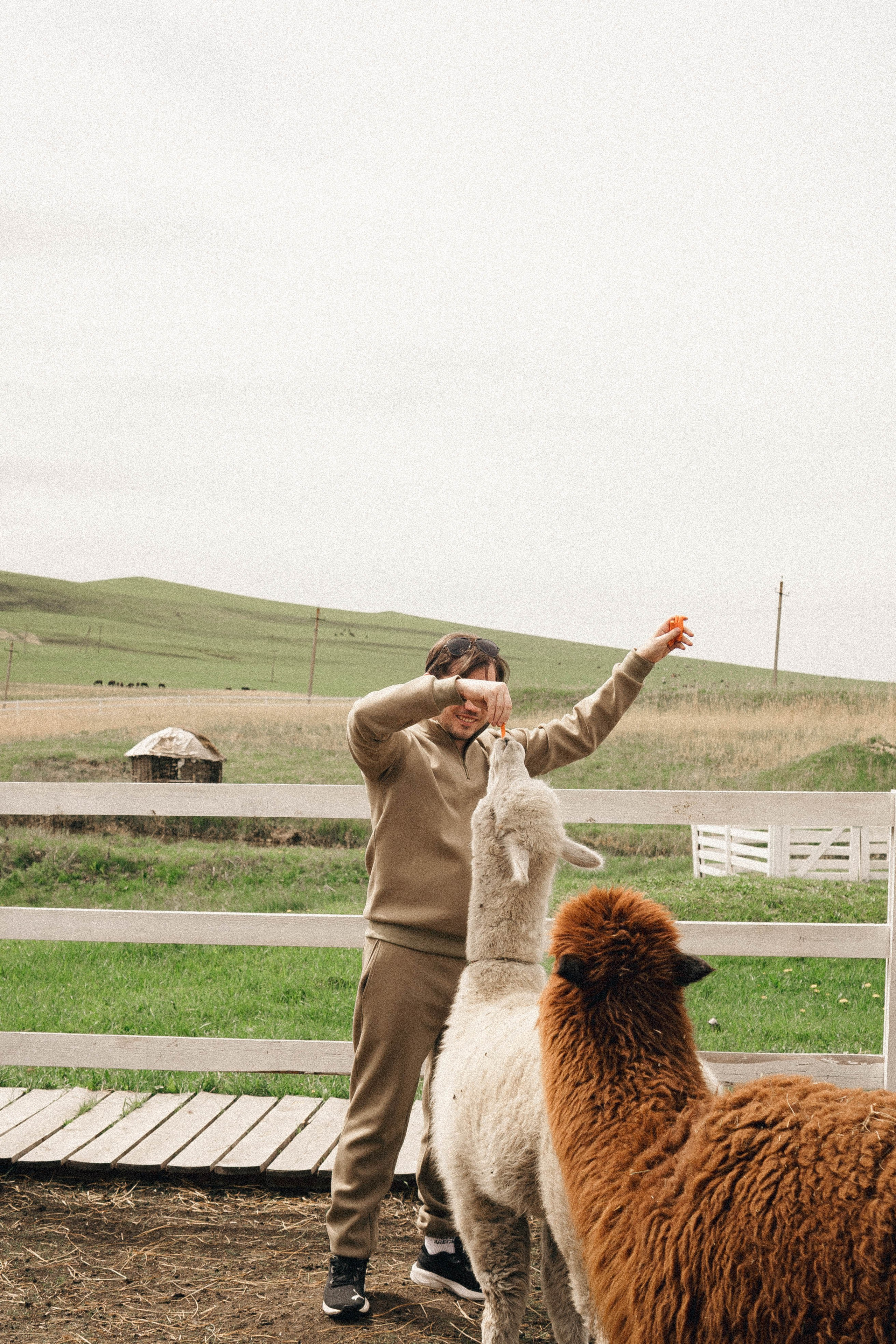 Ферма Альпак. Профессиональный фотограф, Санкт-Петербург — Виктория Богомолова