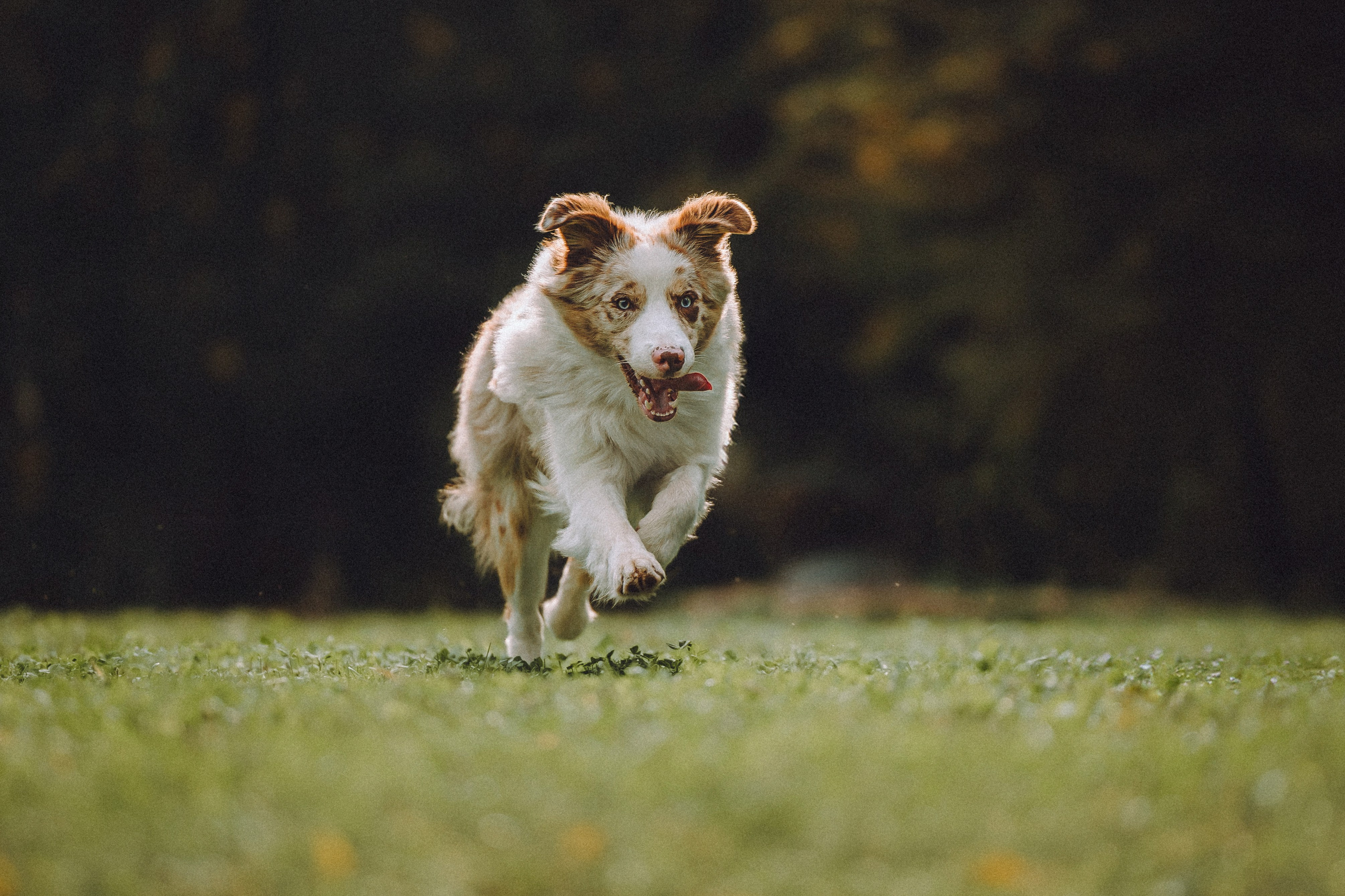 Один и его семья