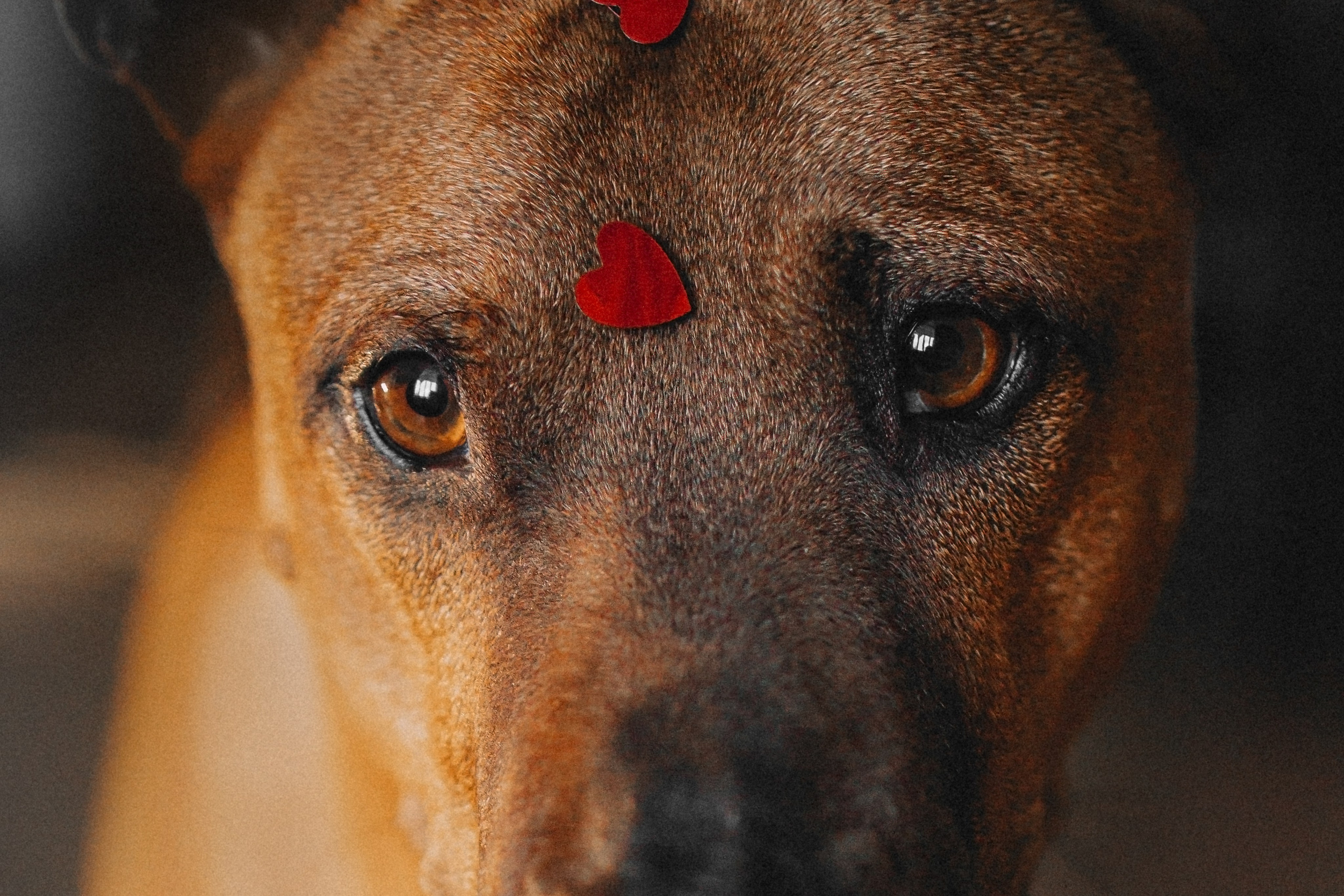 Оксана и Зевс