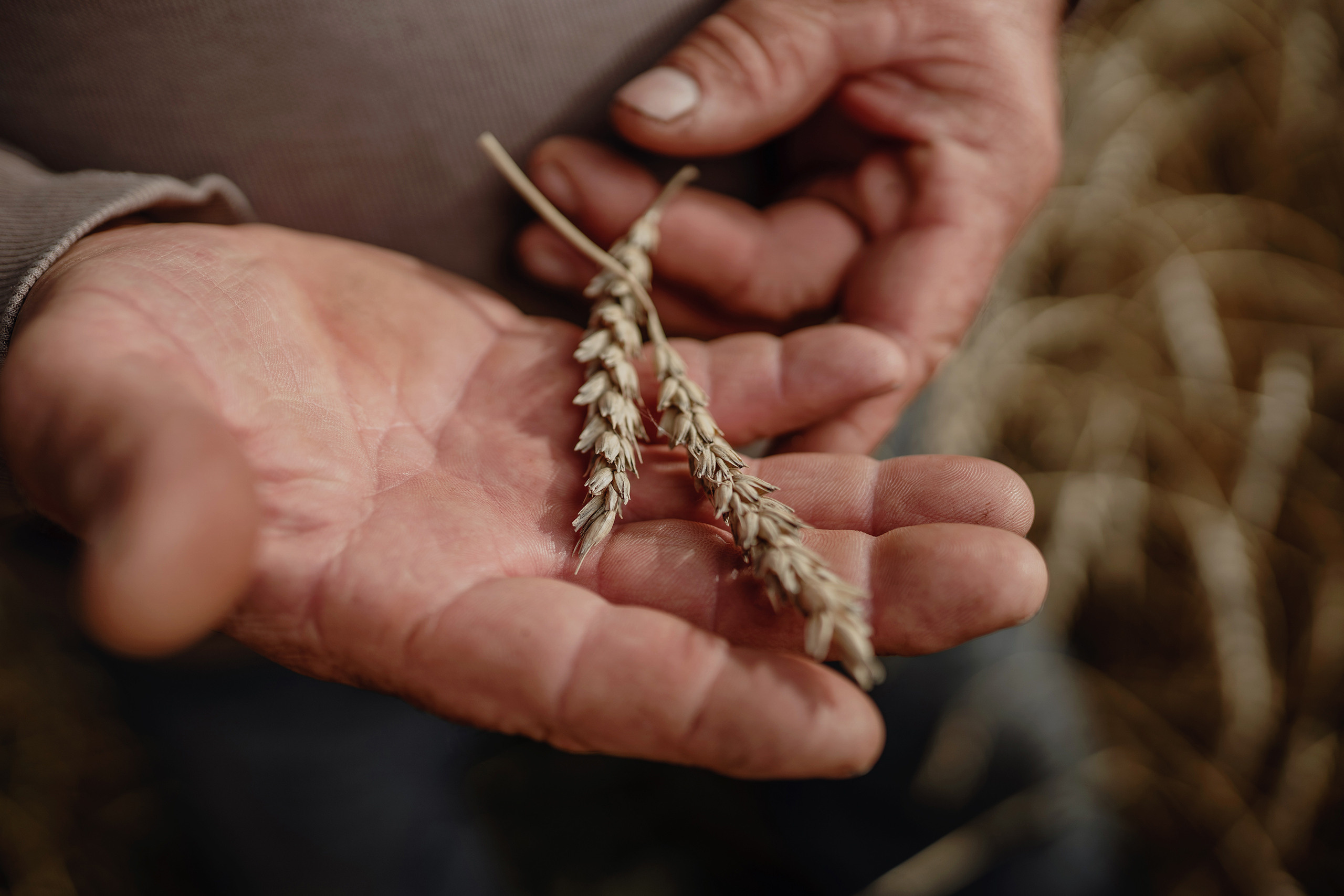 Колосья пшеницы в руках, контент, наполнение сайта