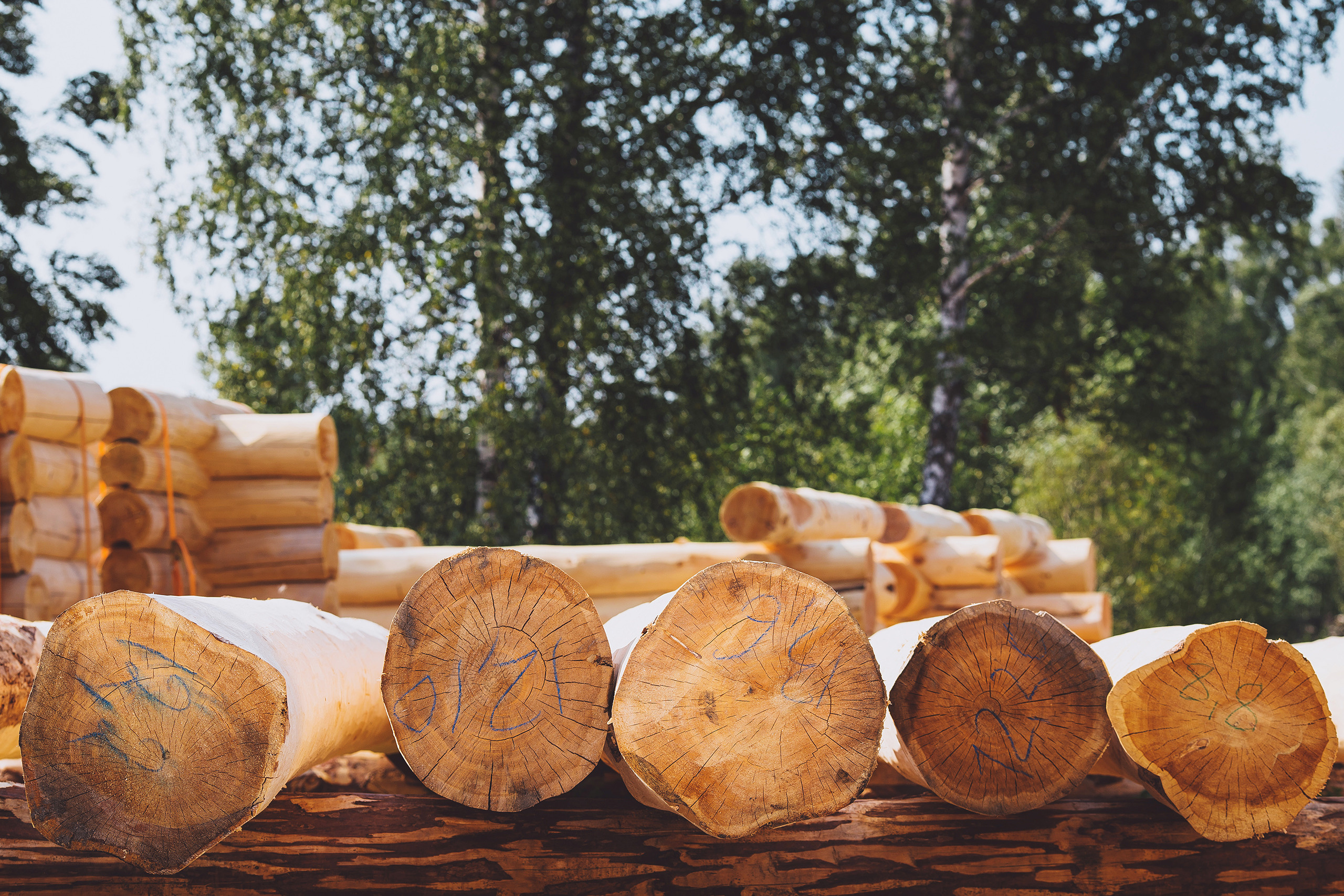 Сложенные брёвна в лучах летнего заката