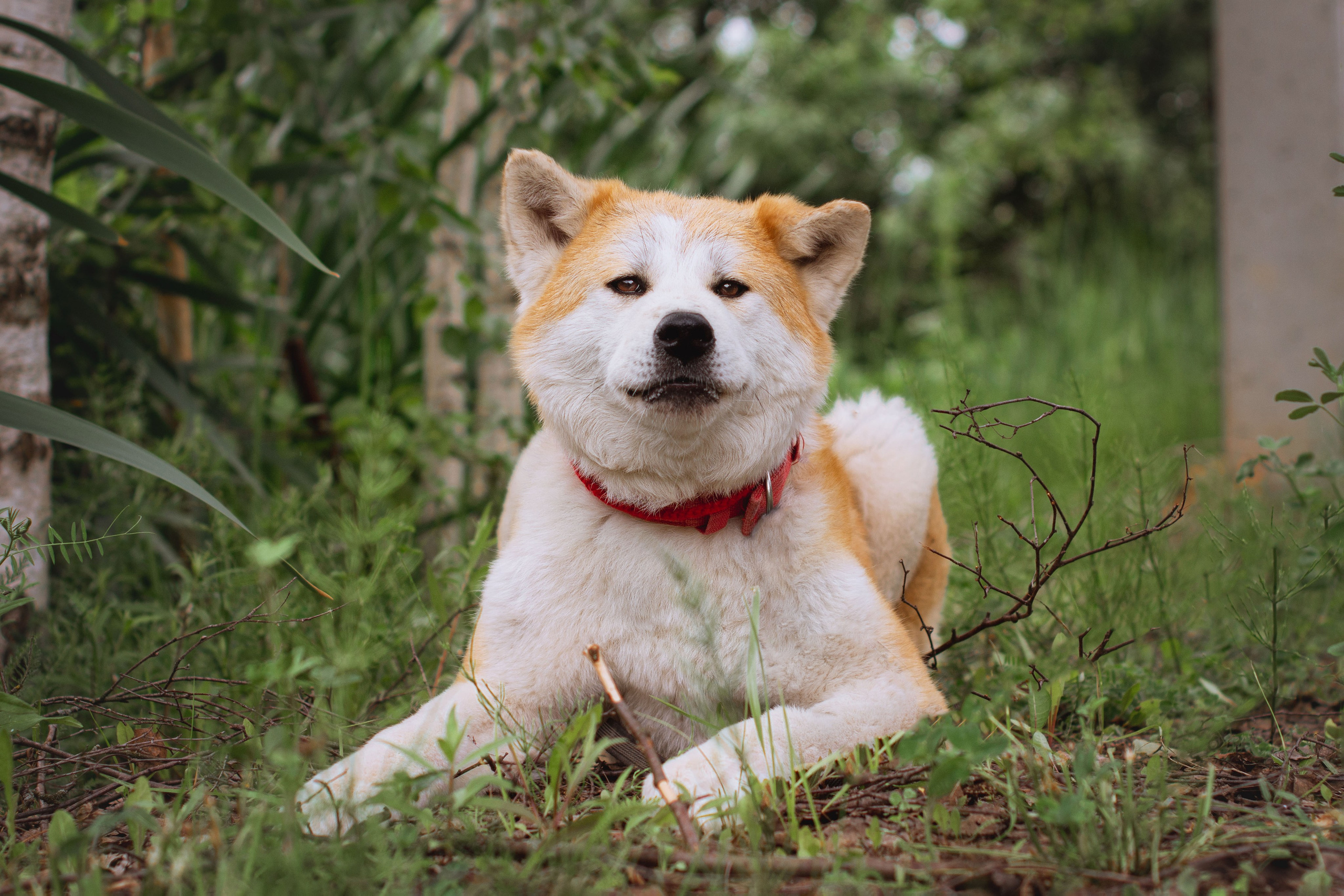 Фотогсессия акиты-ину в Москве. Фотограф собак, анималист в Москве Кира Яковлева