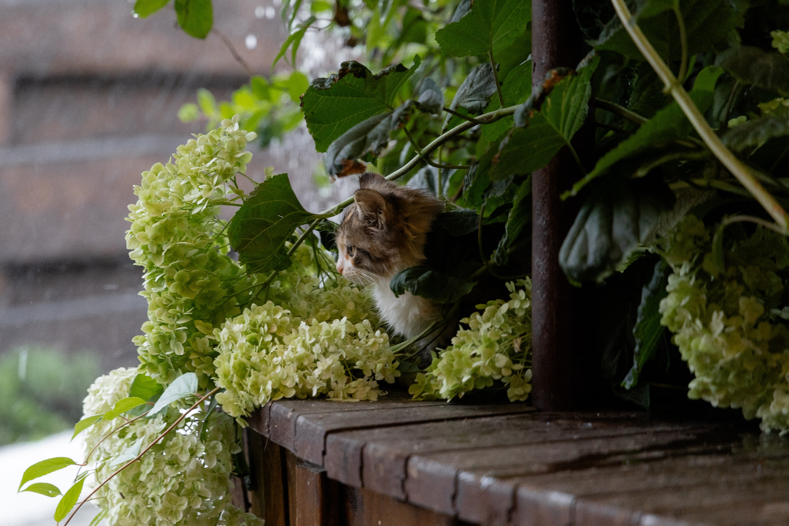 Свадебная фотосессия в агроусадьбе Лабодянка в Минске. Свадебный фотограф в Минске/Беларуси Сергей Спиридонов