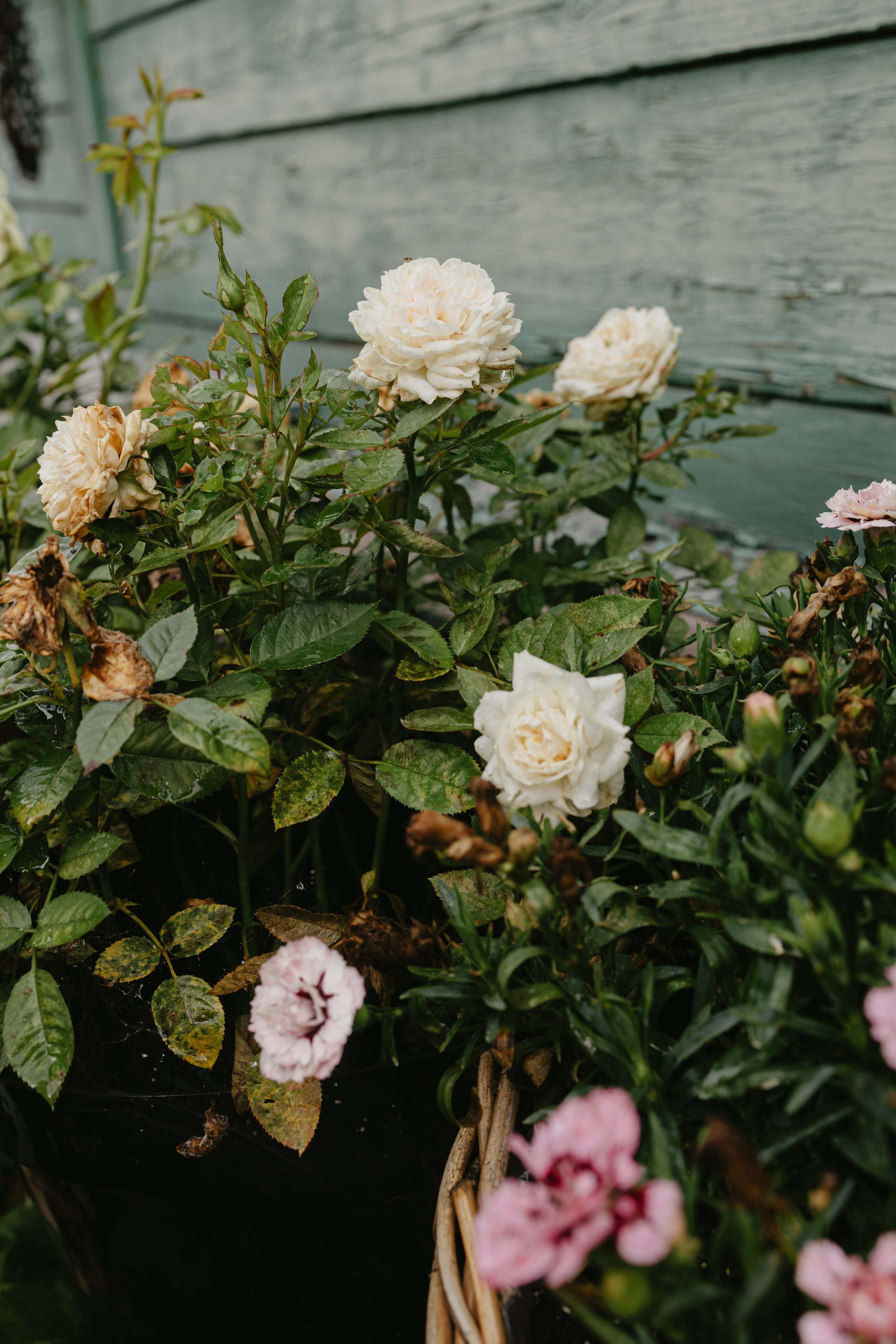 Зимний и летний сад. Фотограф Эльмира Лин