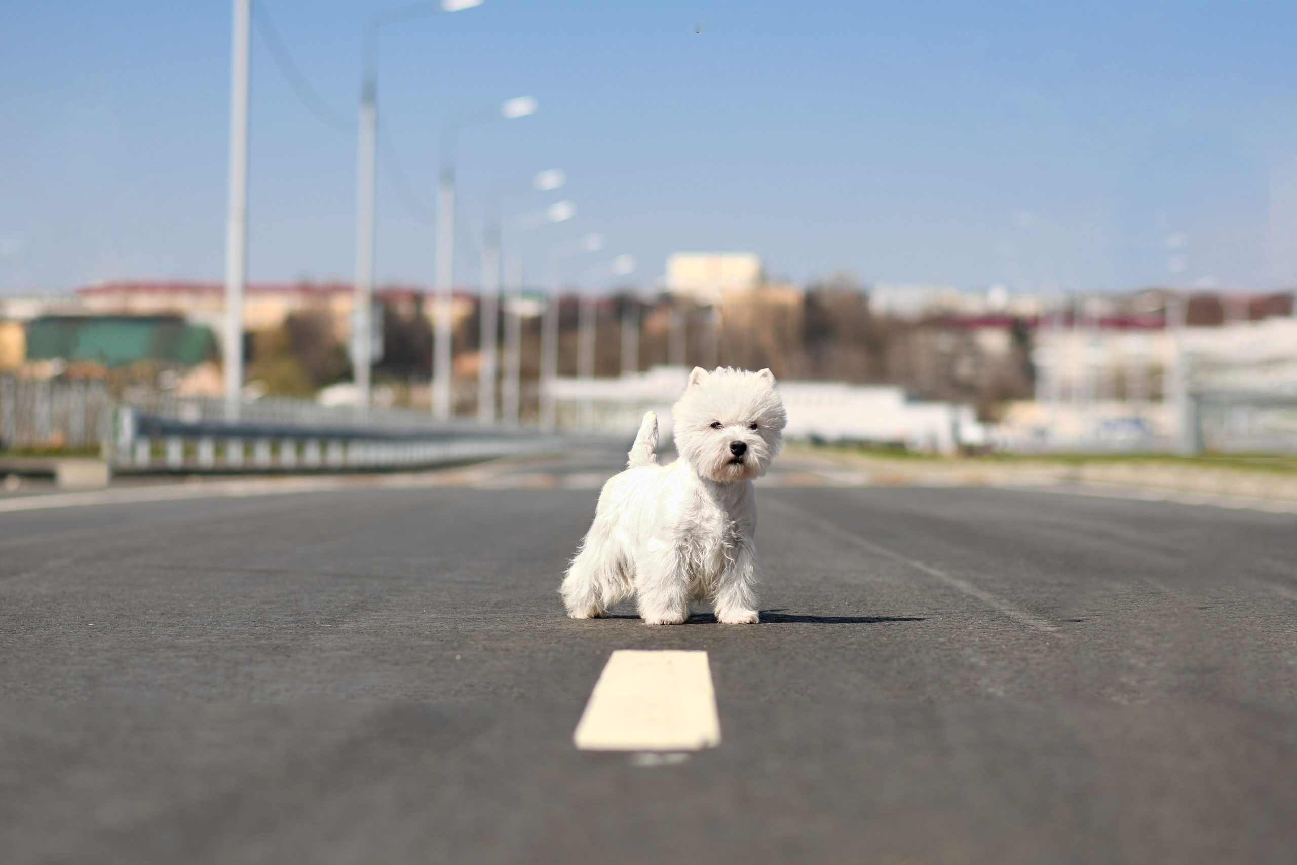 Фотограф-анималист Алёна Ковалёва