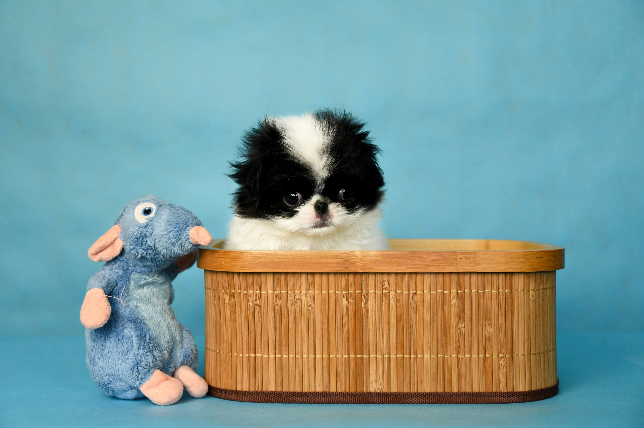 Щенки со студийным светом