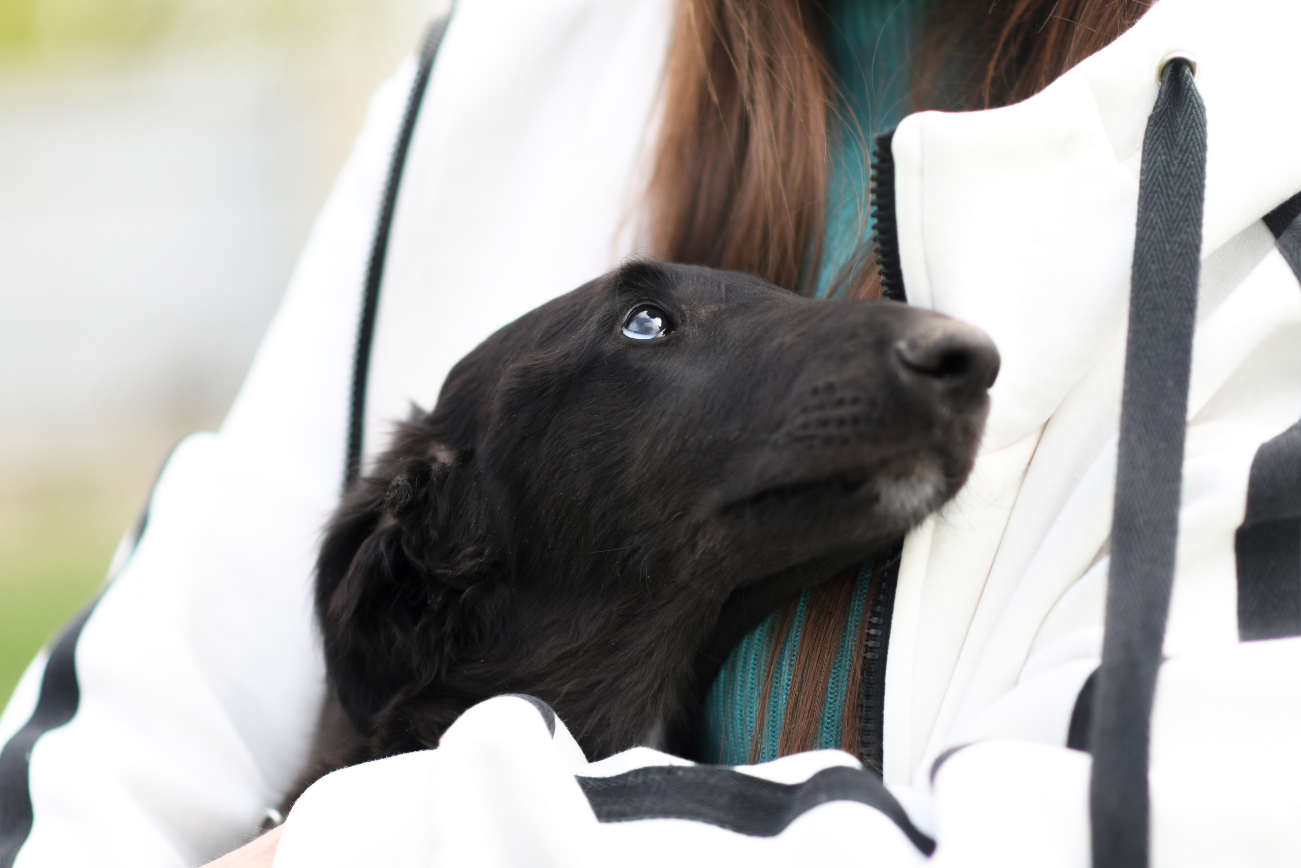 Фото щенков