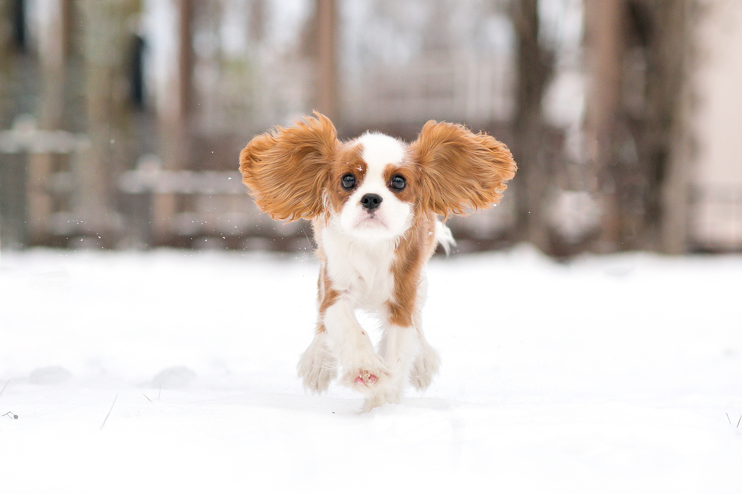 Фото щенков