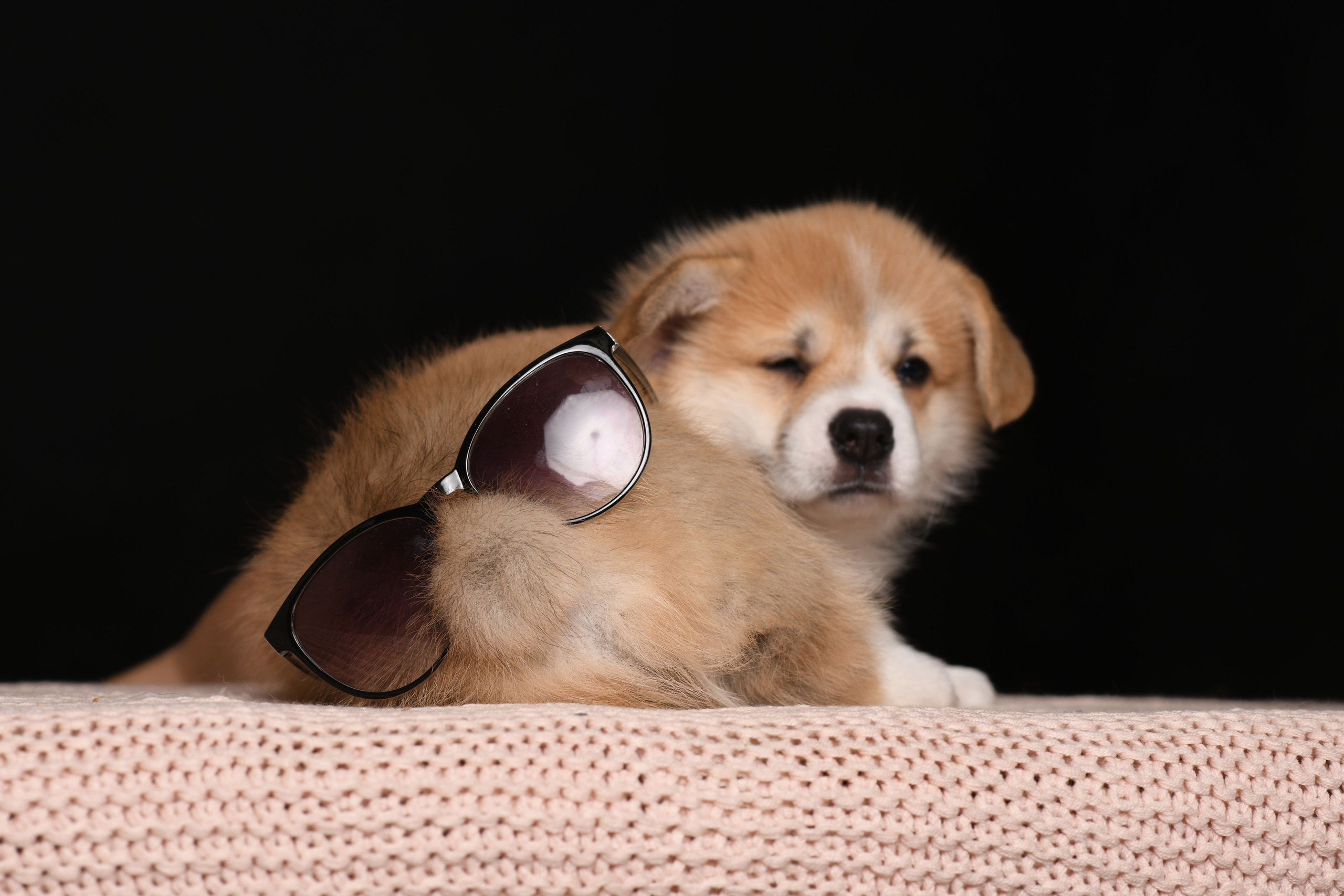 Щенки со студийным светом