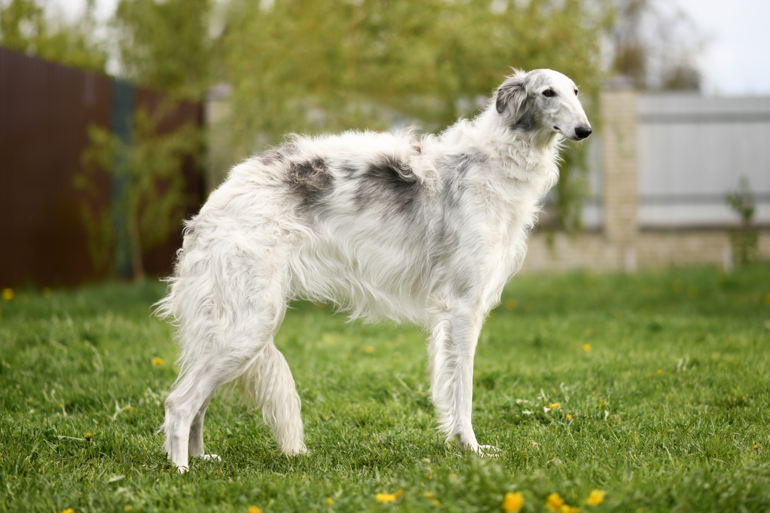 Фото щенков