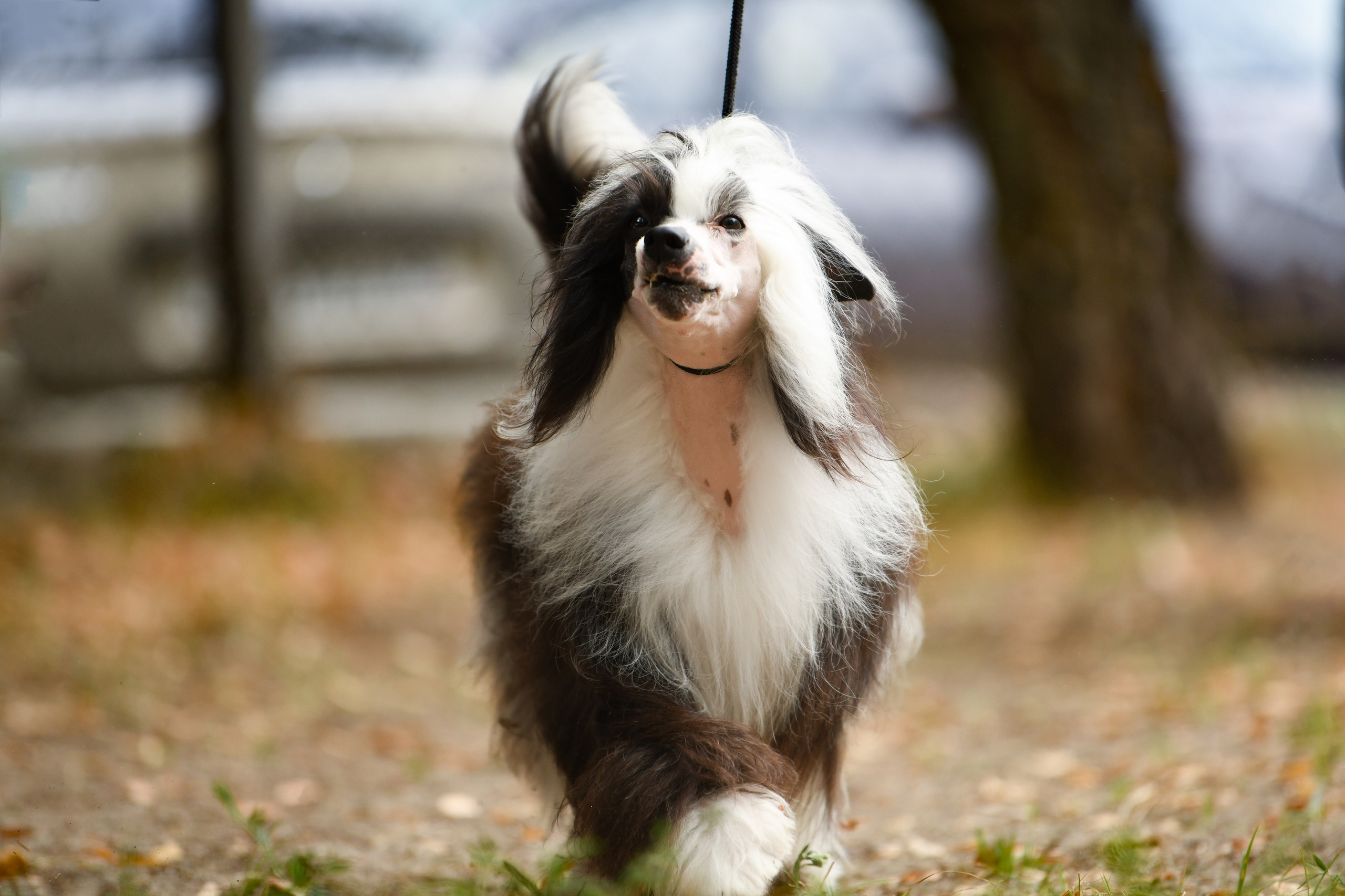 Фотограф-анималист Алёна Ковалёва
