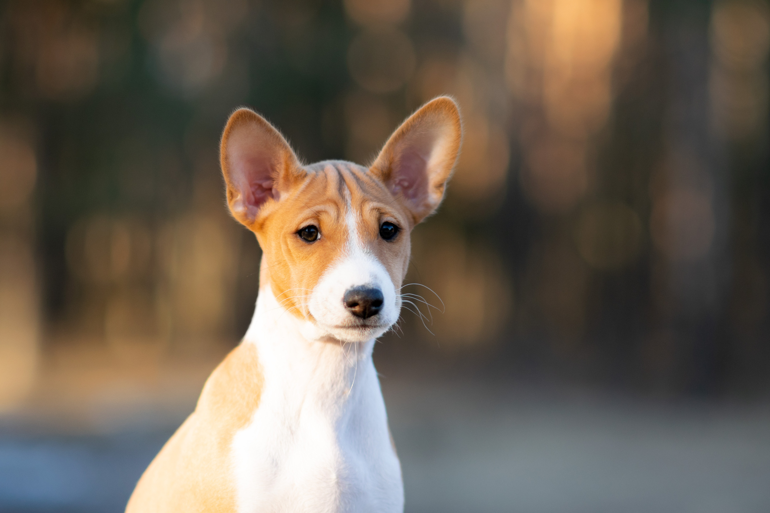 Фото щенков