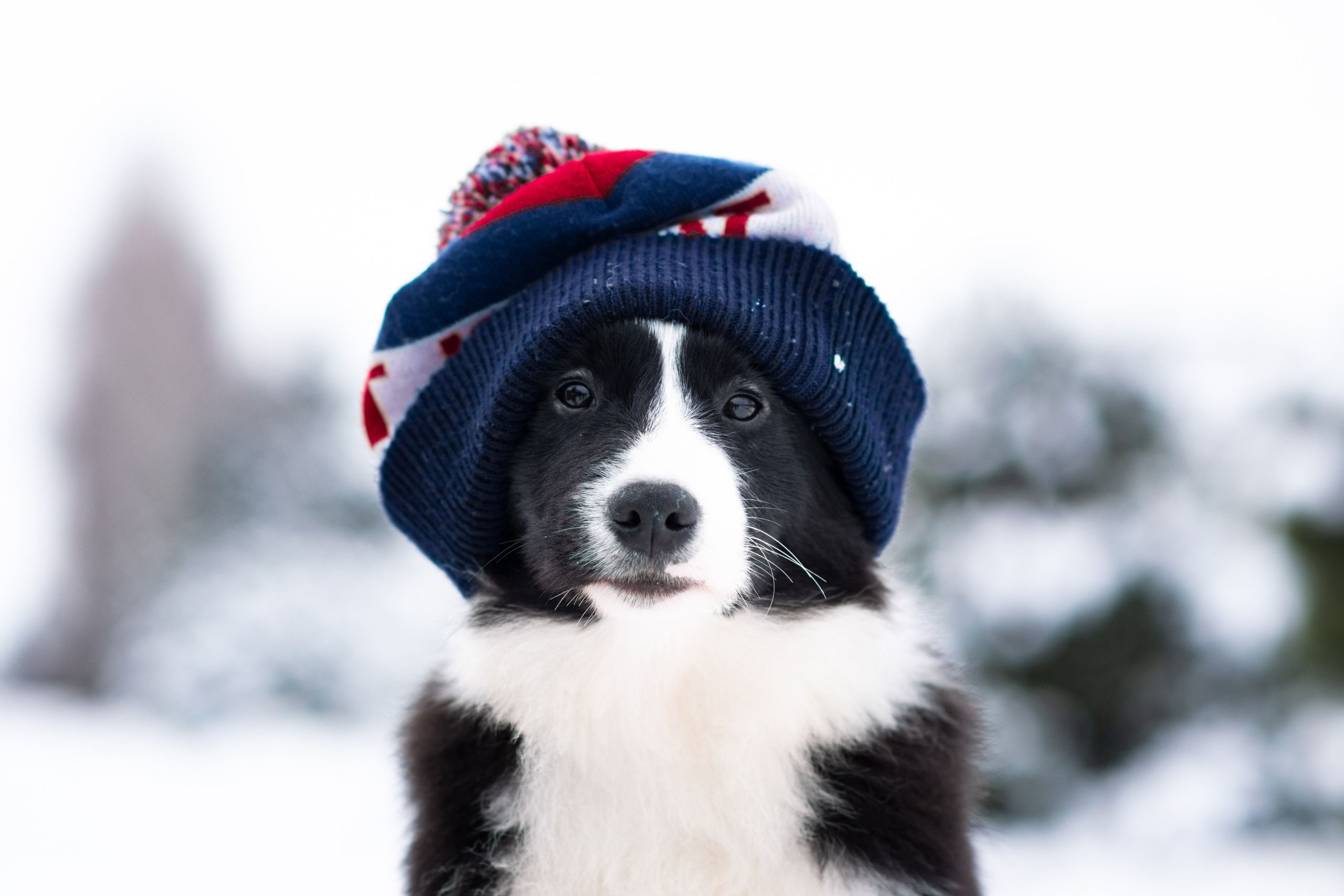 Фото щенков