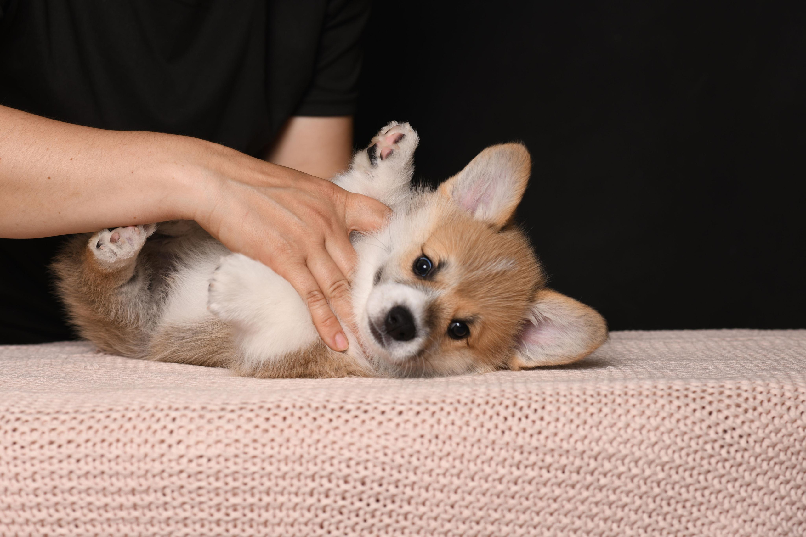 Щенки со студийным светом