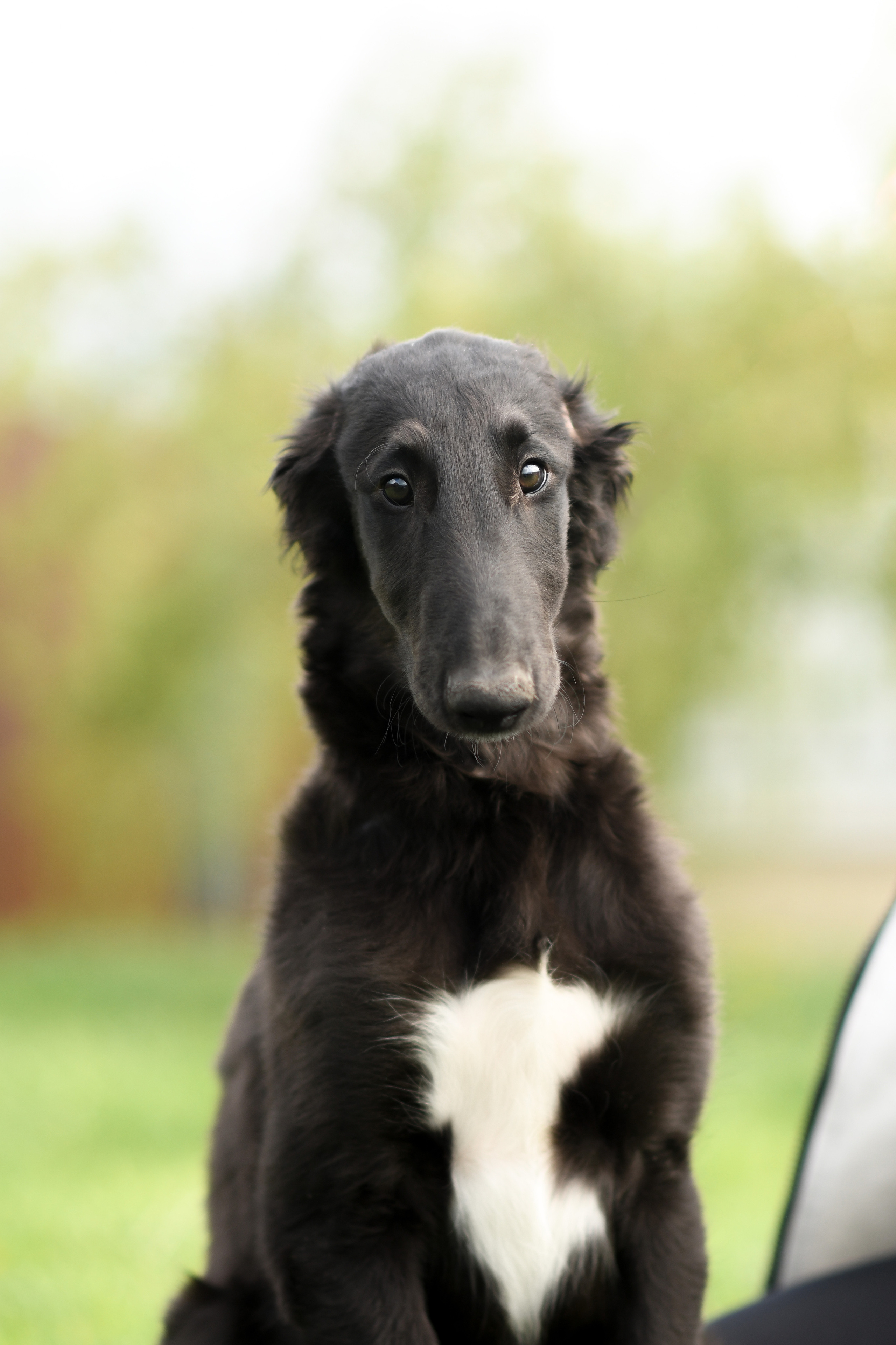 Фото щенков