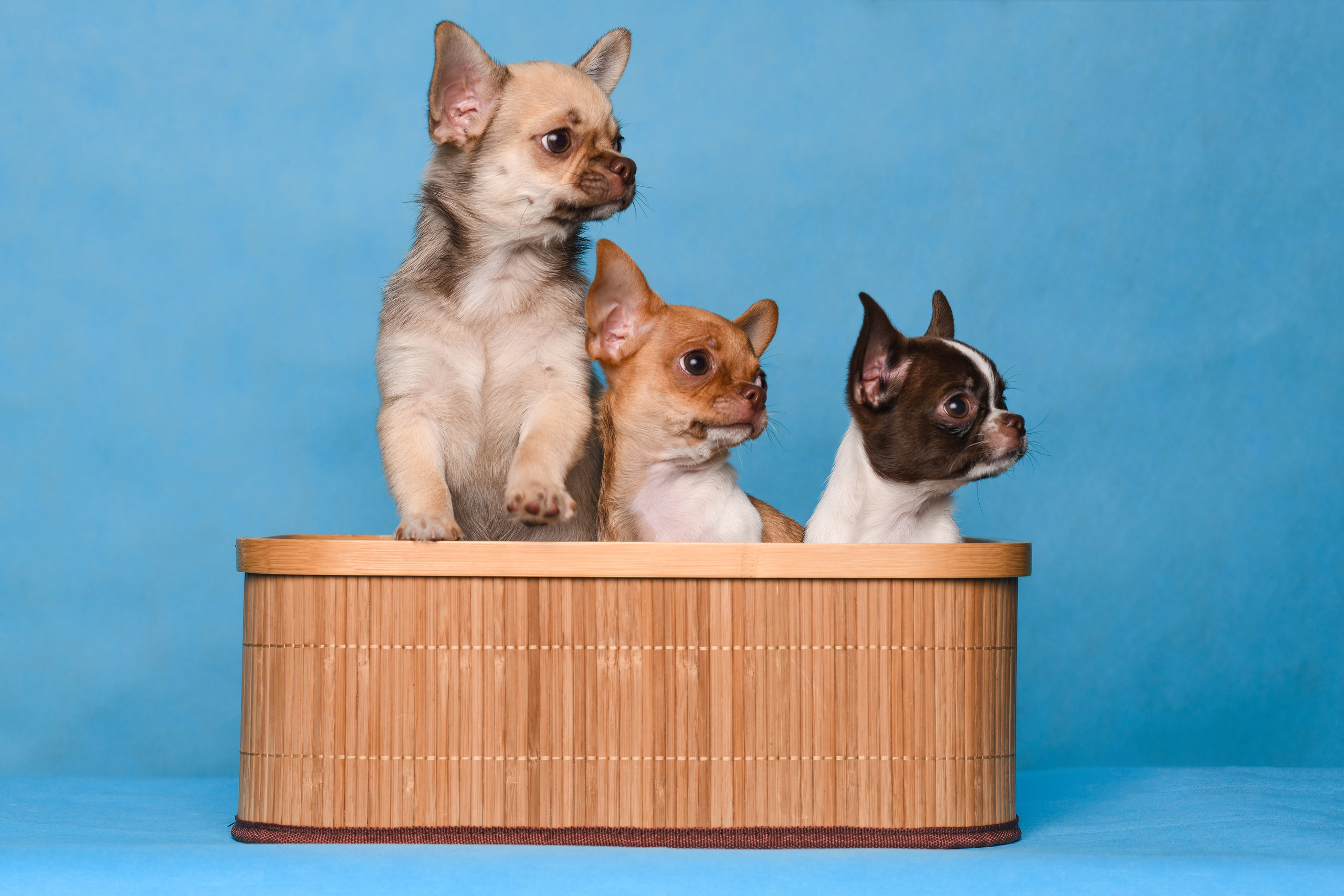 Щенки со студийным светом