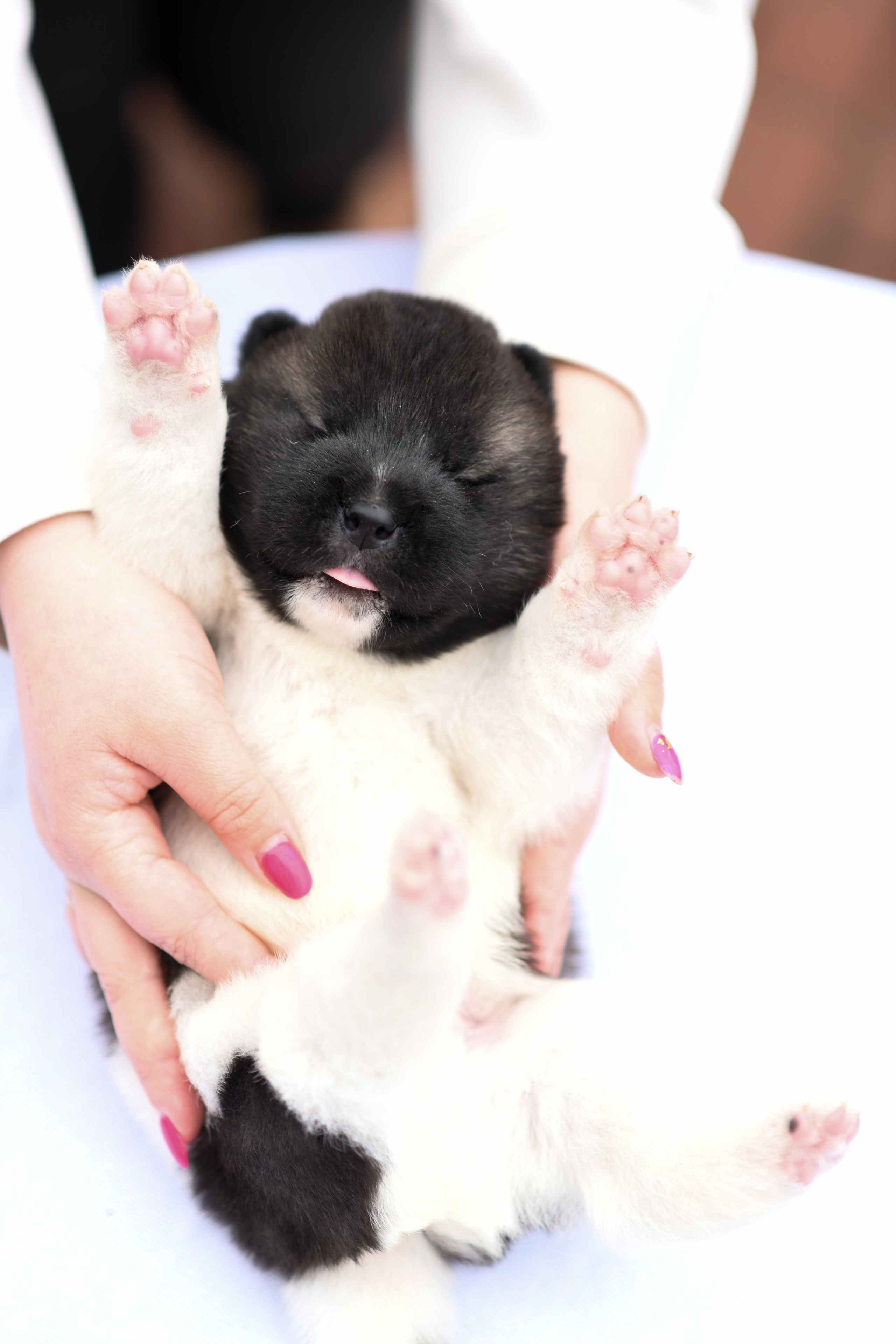 Фото щенков