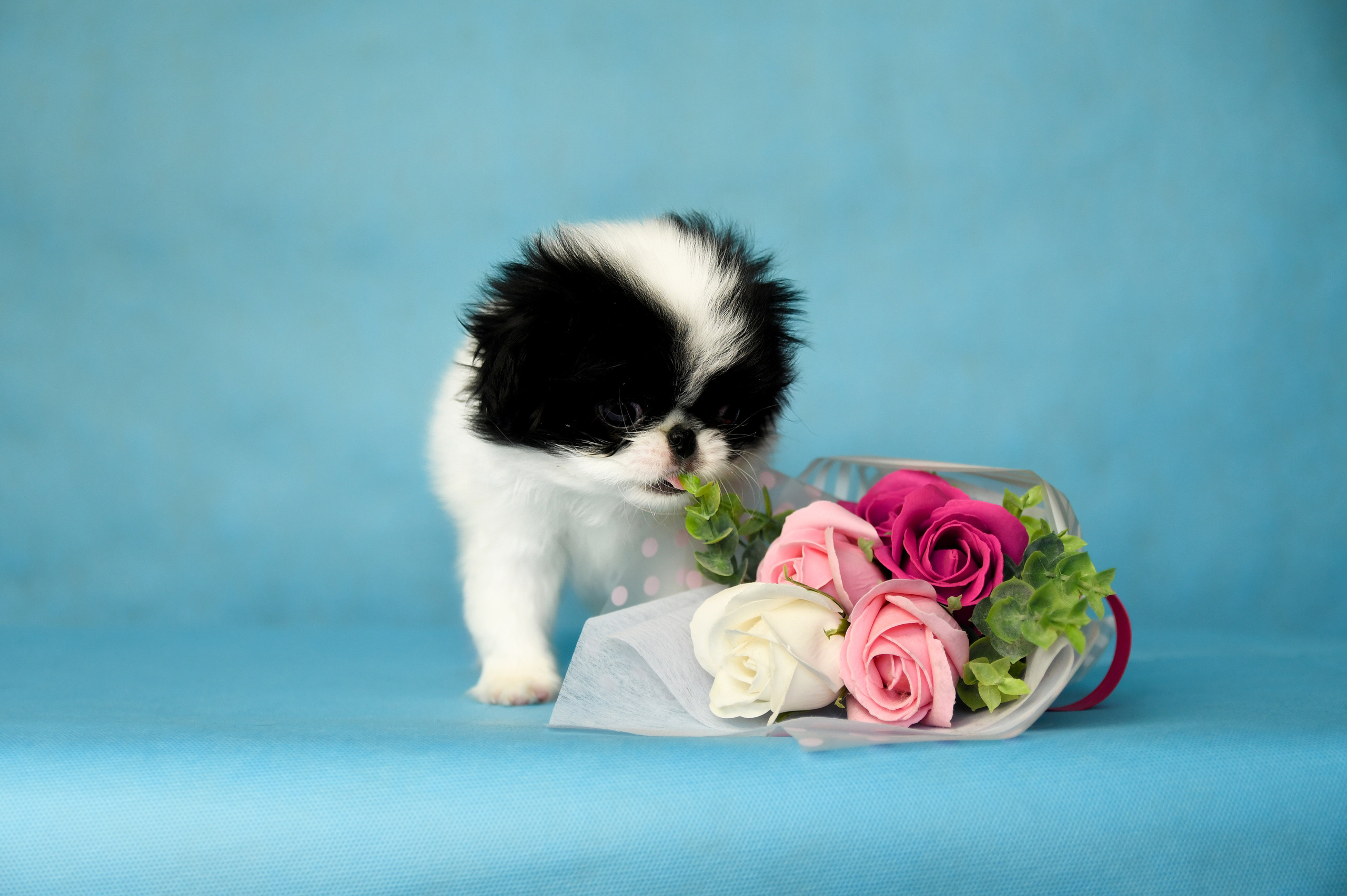 Щенки со студийным светом