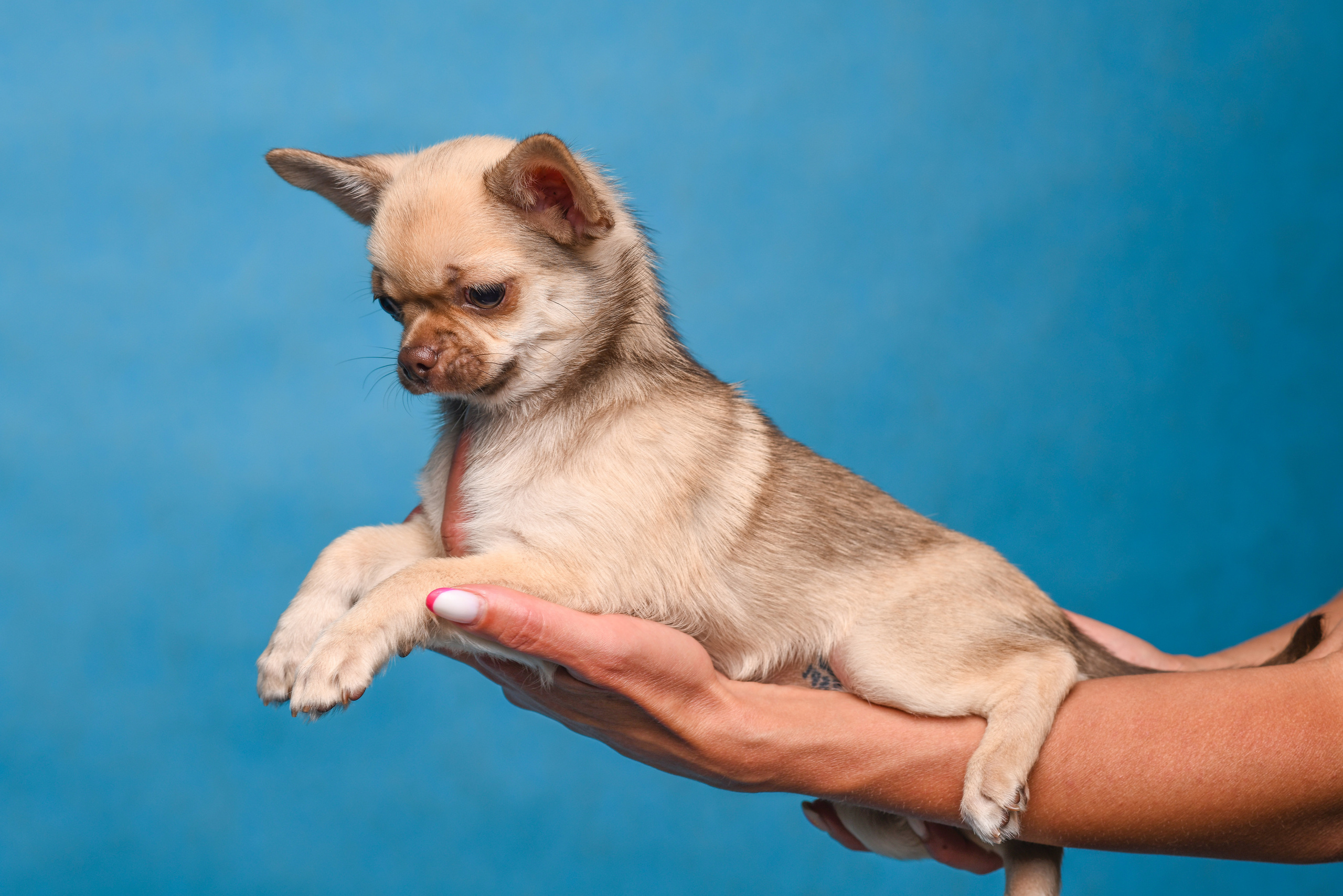 Щенки со студийным светом