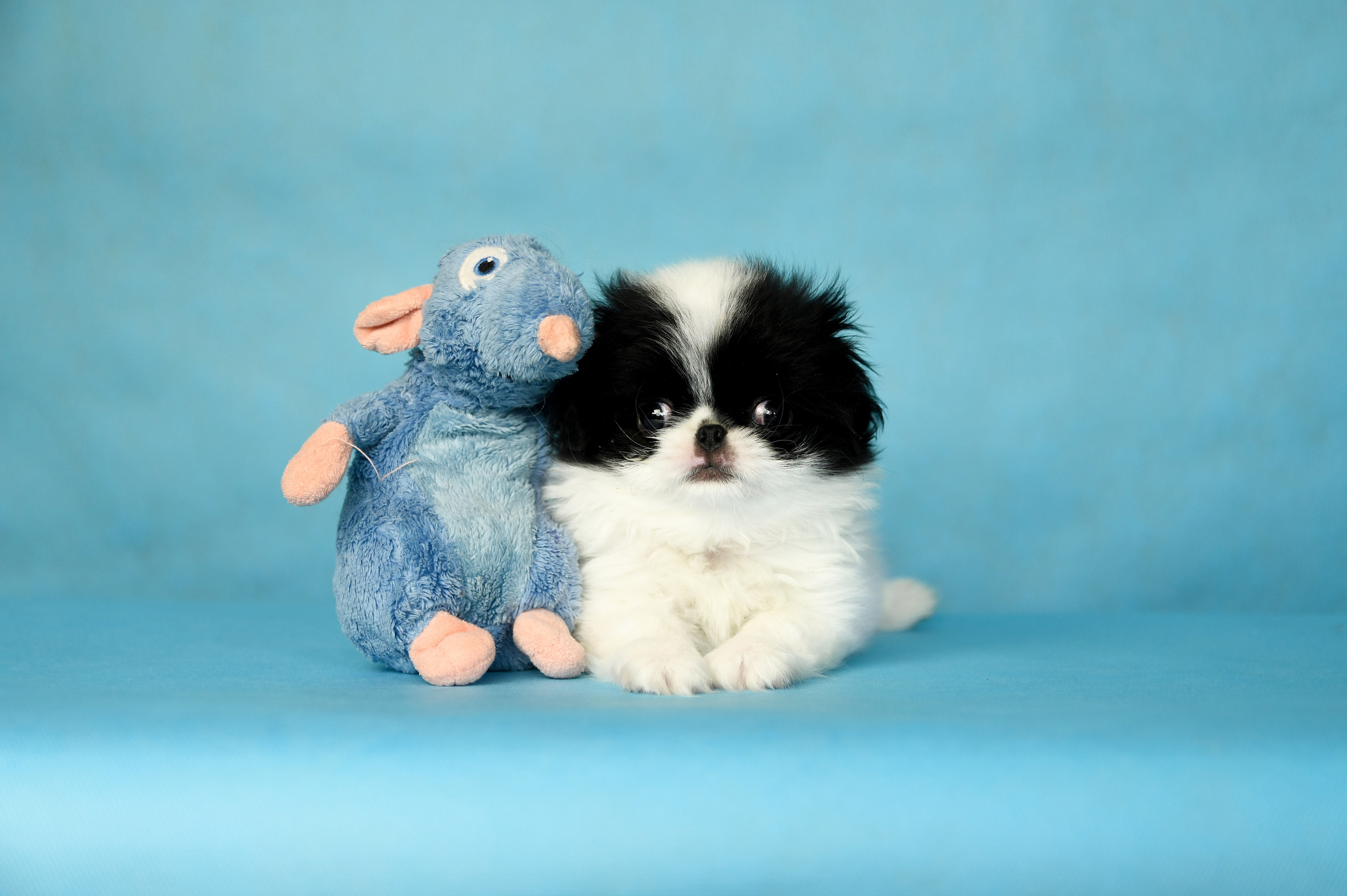 Щенки со студийным светом