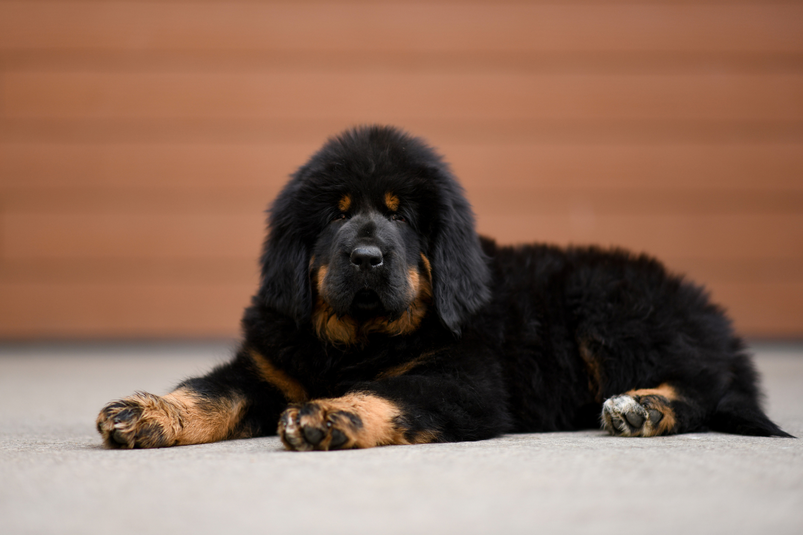 Фото щенков