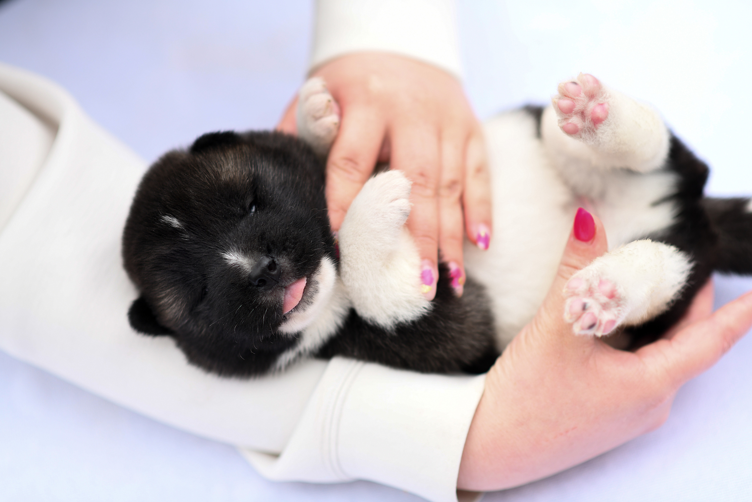 Фото щенков