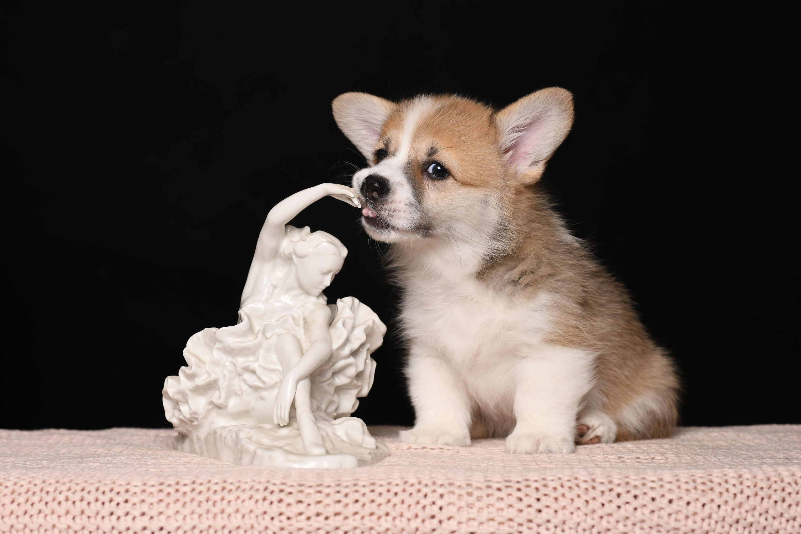 Щенки со студийным светом