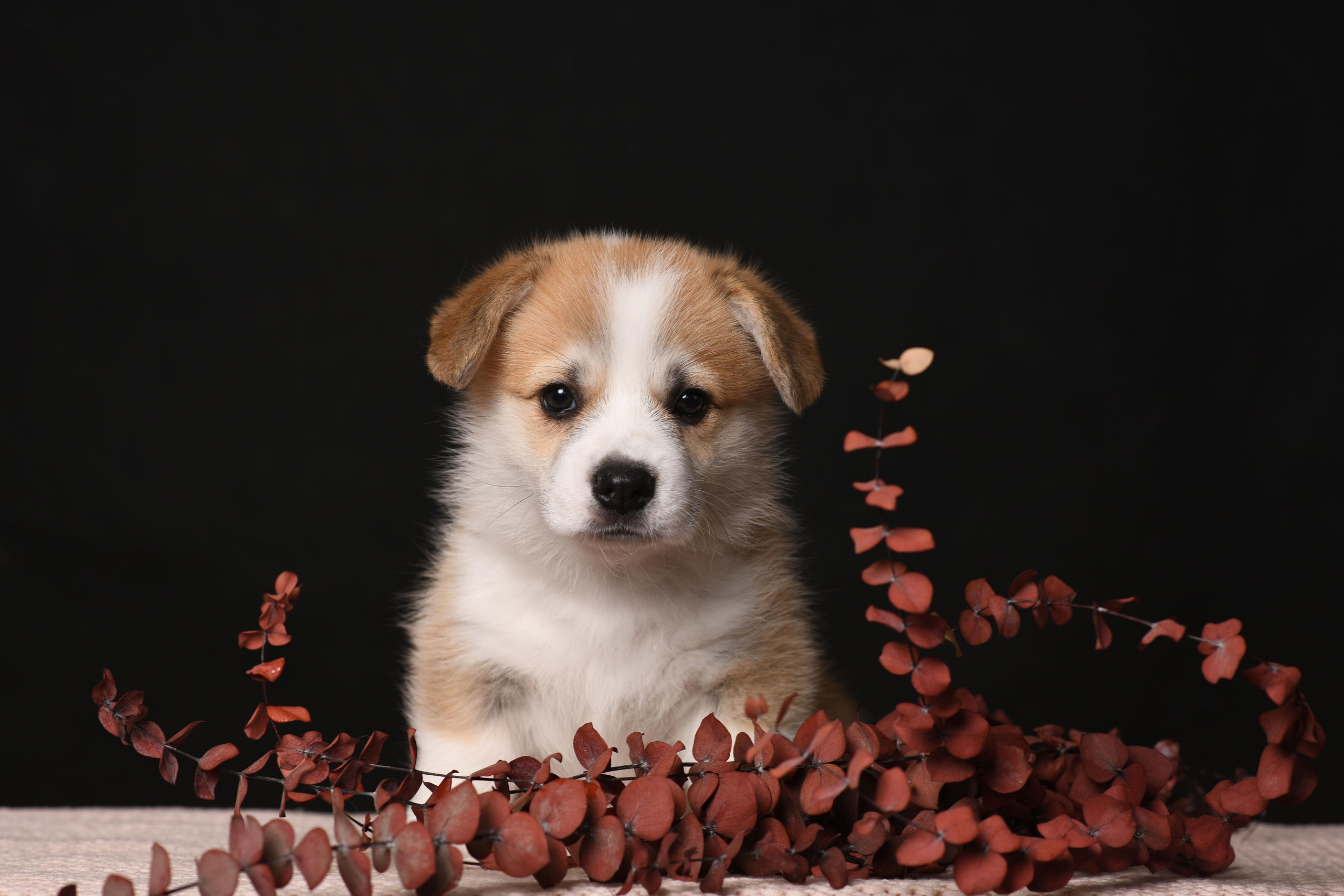 Щенки со студийным светом