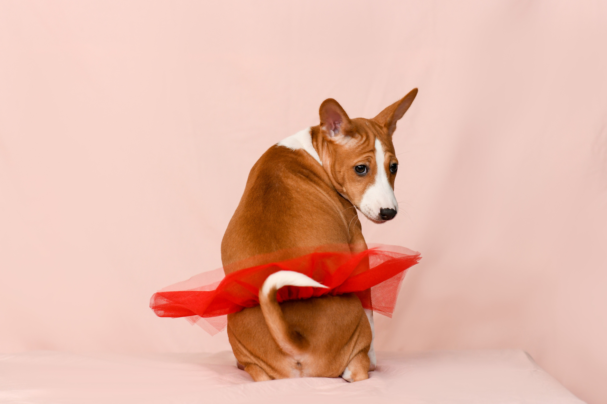 Щенки со студийным светом