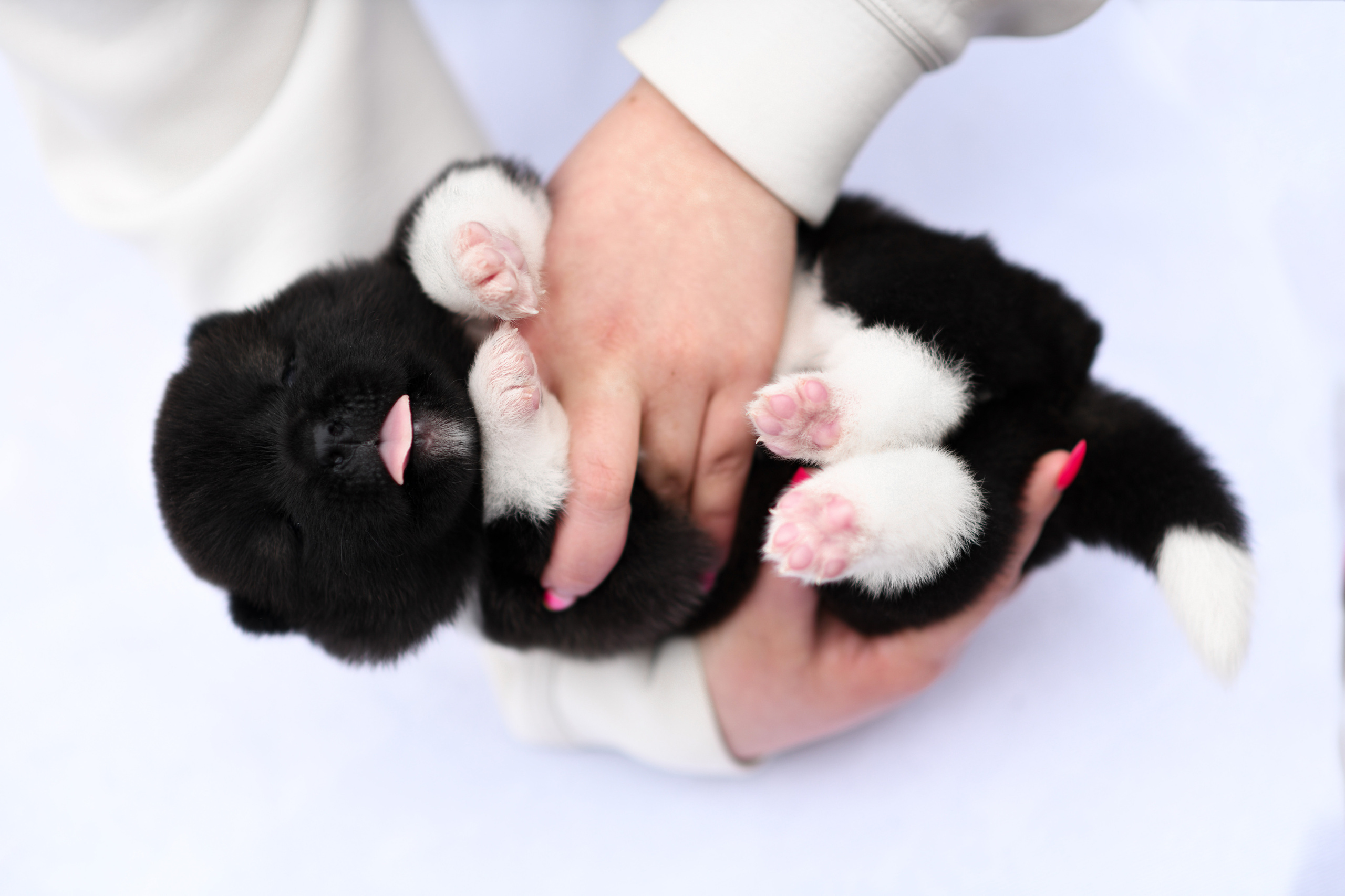 Фотограф-анималист Алёна Ковалёва