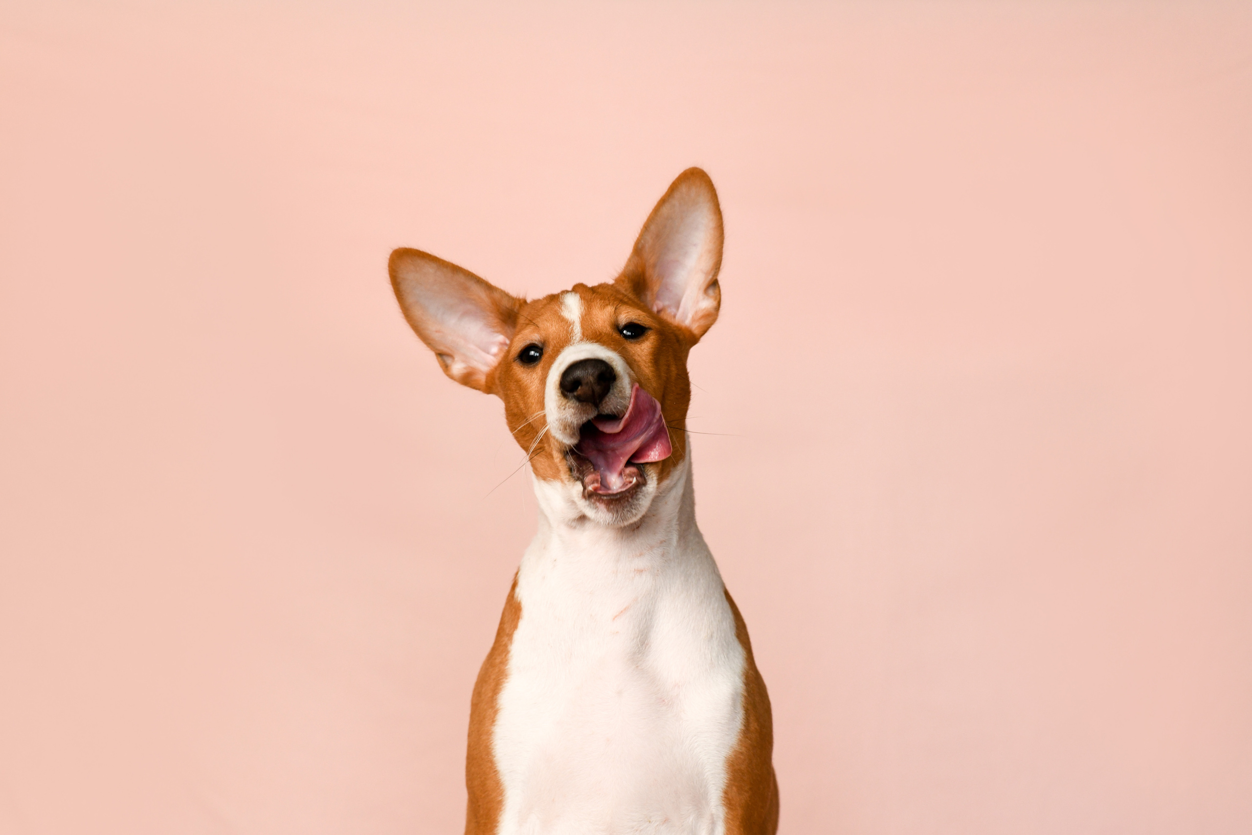 Фотограф-анималист Алёна Ковалёва